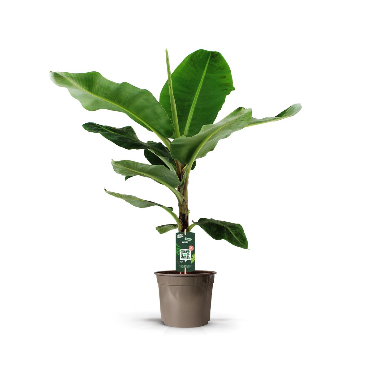 Bananenpflanze (Musa) – 140 cm Hoch – Ø27cm Topf