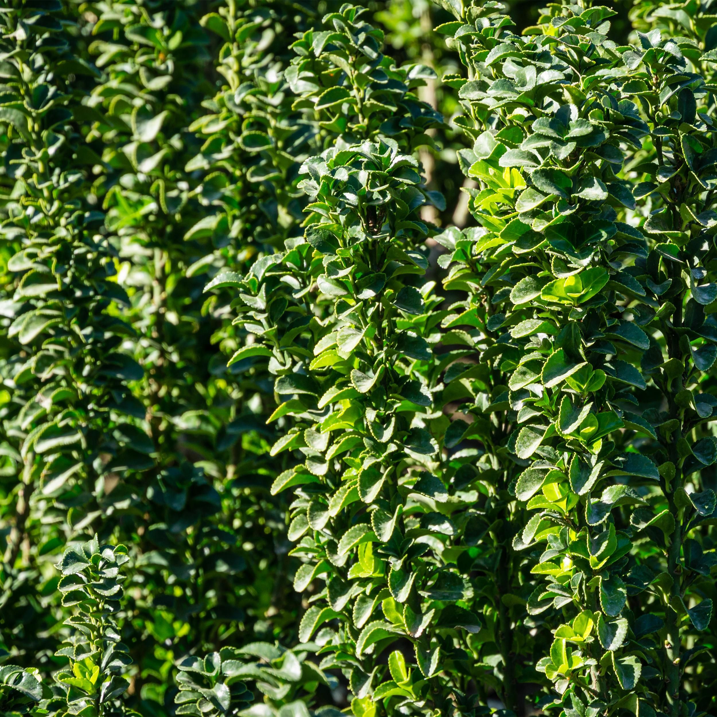 Euonymus japonica Green Spire – 6 Pflanzen – Immergrün – 40 cm