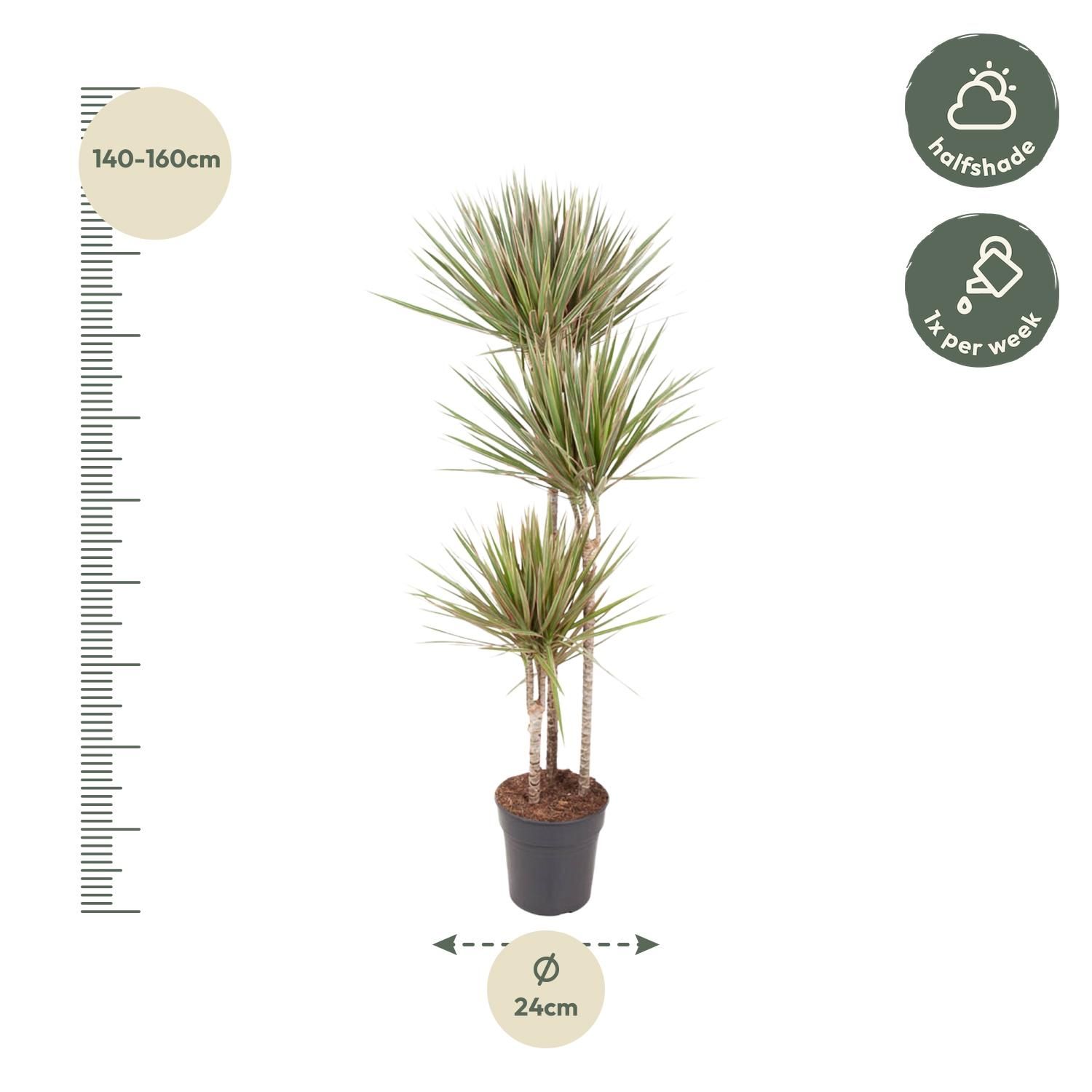 Dracaena Bicolor - Elegante Zimmerpflanze mit zweifarbigen Blättern