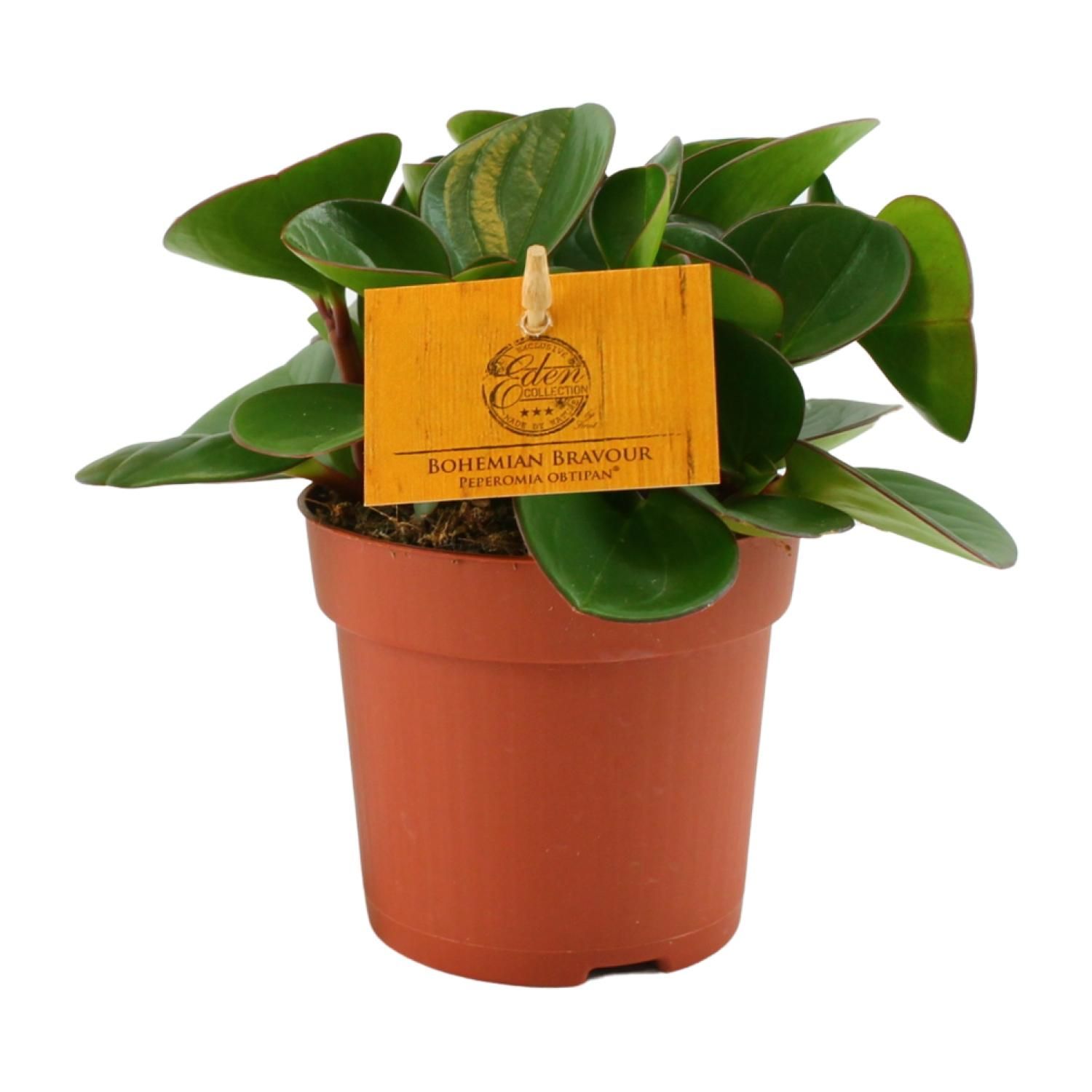 Peperomia Obtipan Zimmerpflanze mit glänzenden Blättern