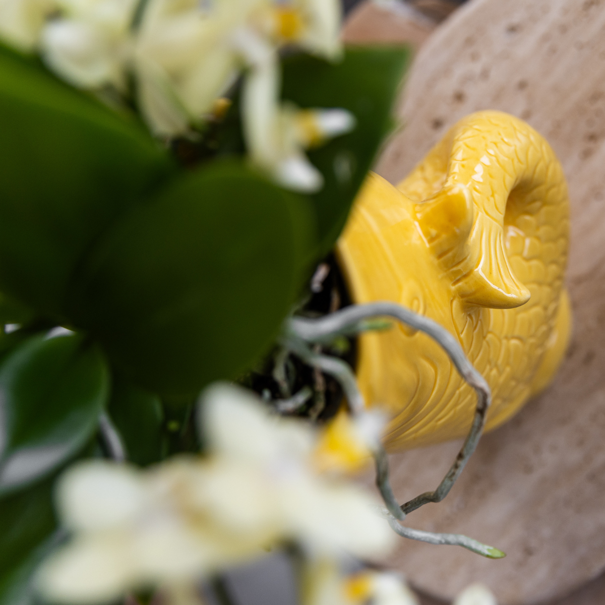 Geschenkset Mediterranean Sunset – Weiße Orchidee & Sukkulenten Set mit Dekotöpfen
