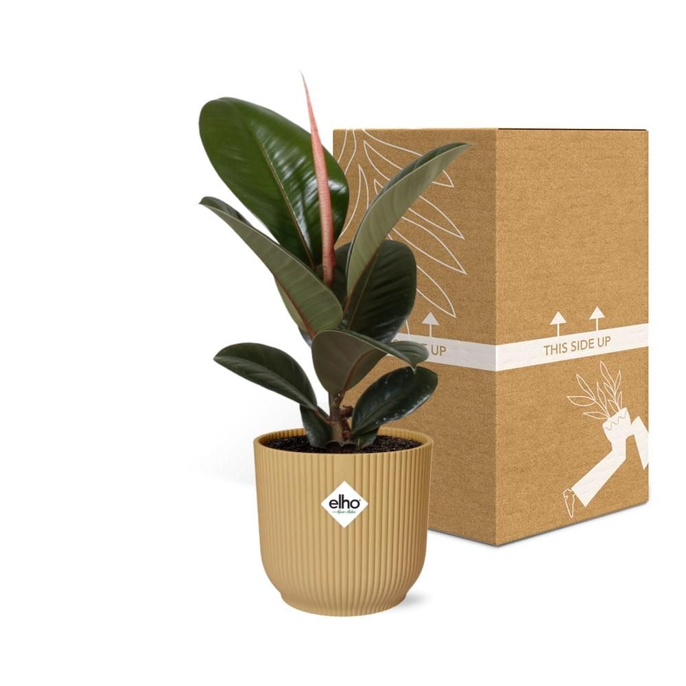 Ficus Elastica Robusta Zimmerpflanze im gelben ELHO Vibes Fold Übertopf