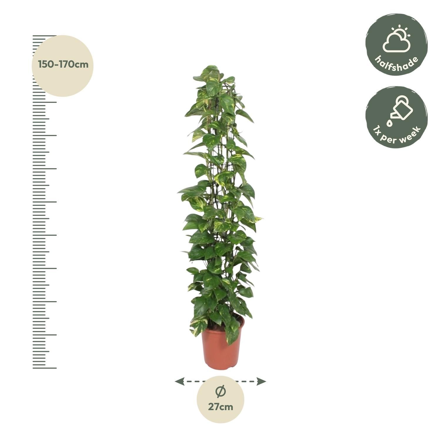 Epipremnum Aureum Kletterpflanze mit Gitter