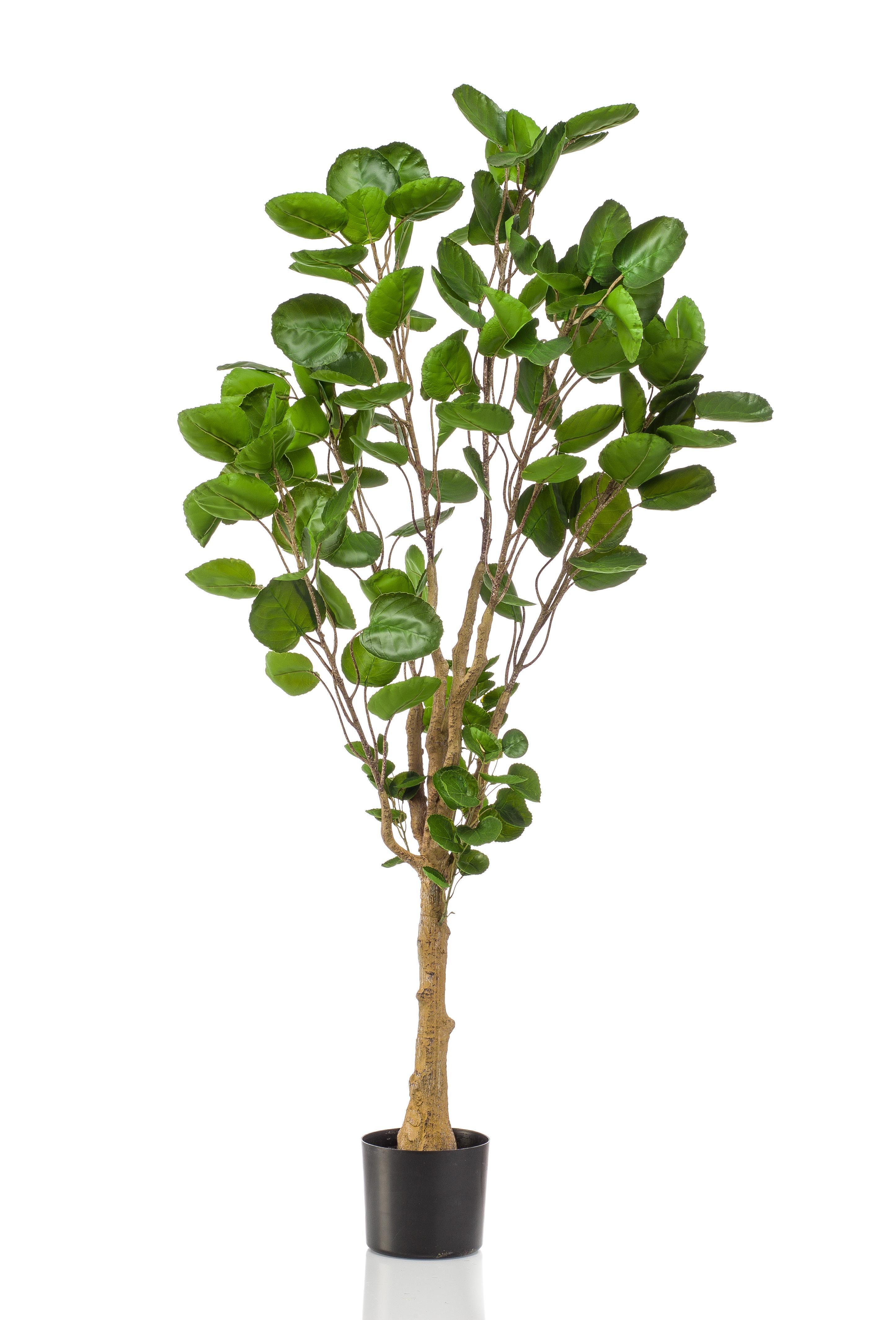 Kunstpflanze Polyscias Aralia 150 cm