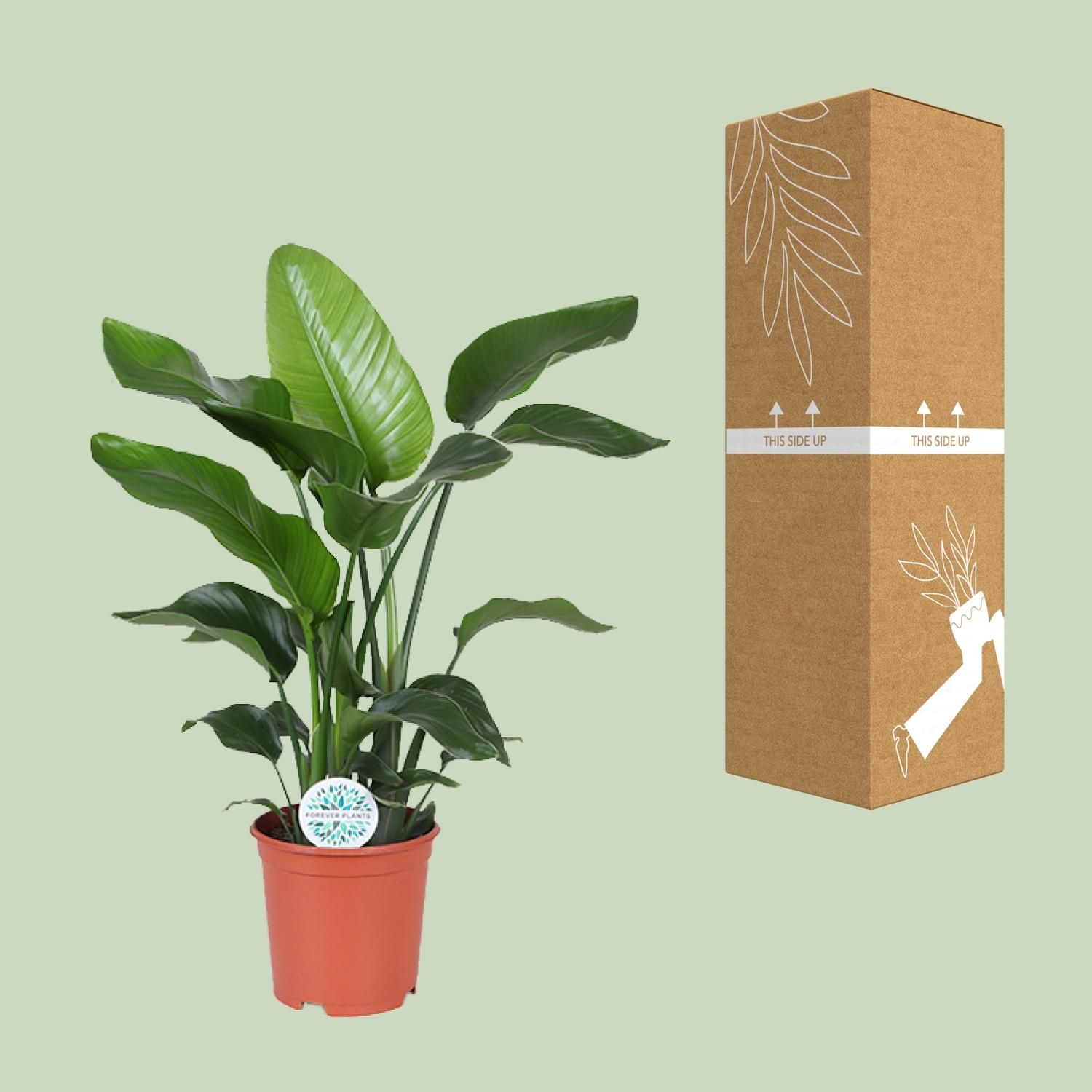 Strelitzia Nicolai - exotische Paradiesvogelblume für Ihr Zuhause