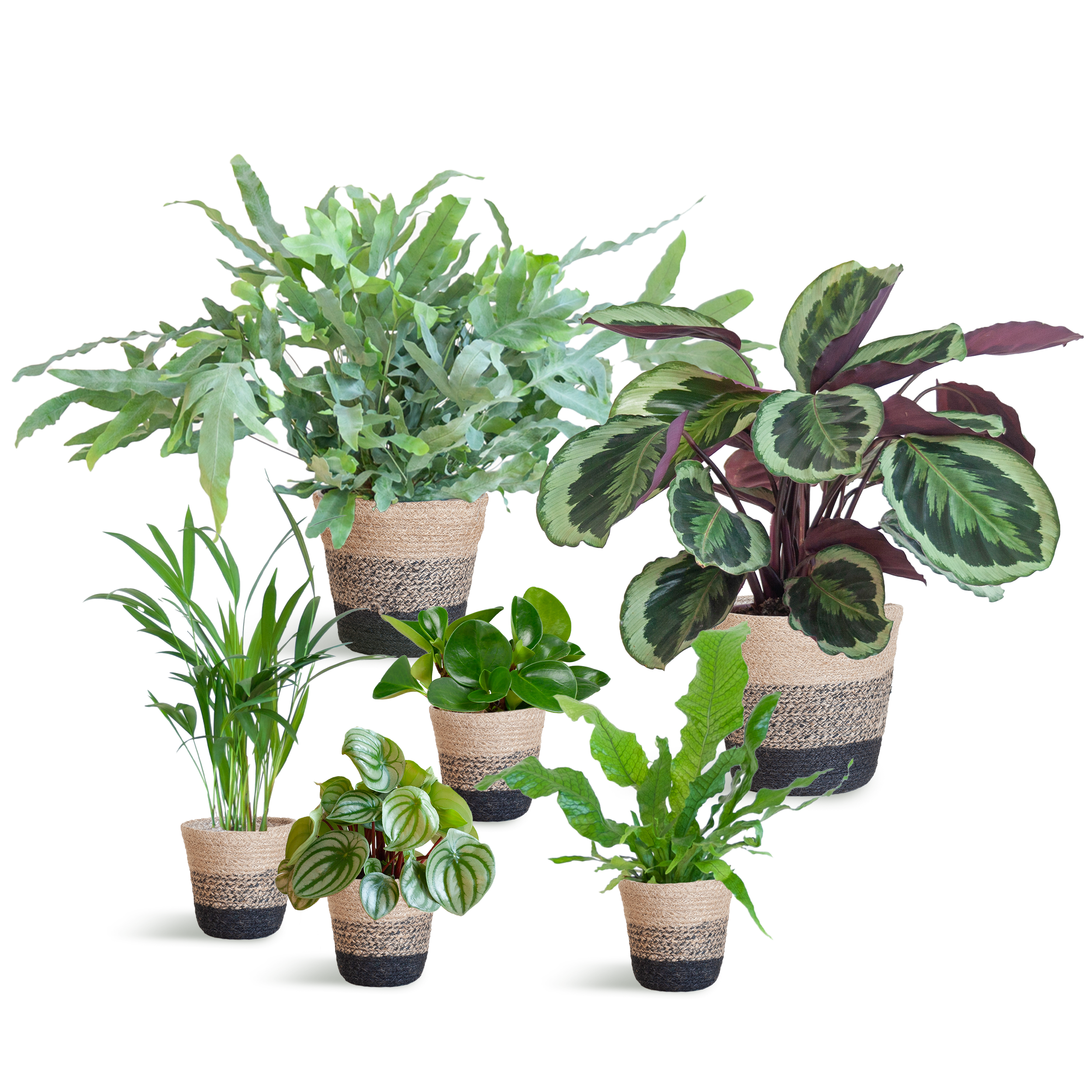 Haustierfreundliches Pflanzenset Groß mit Krokodilfarn & Calathea