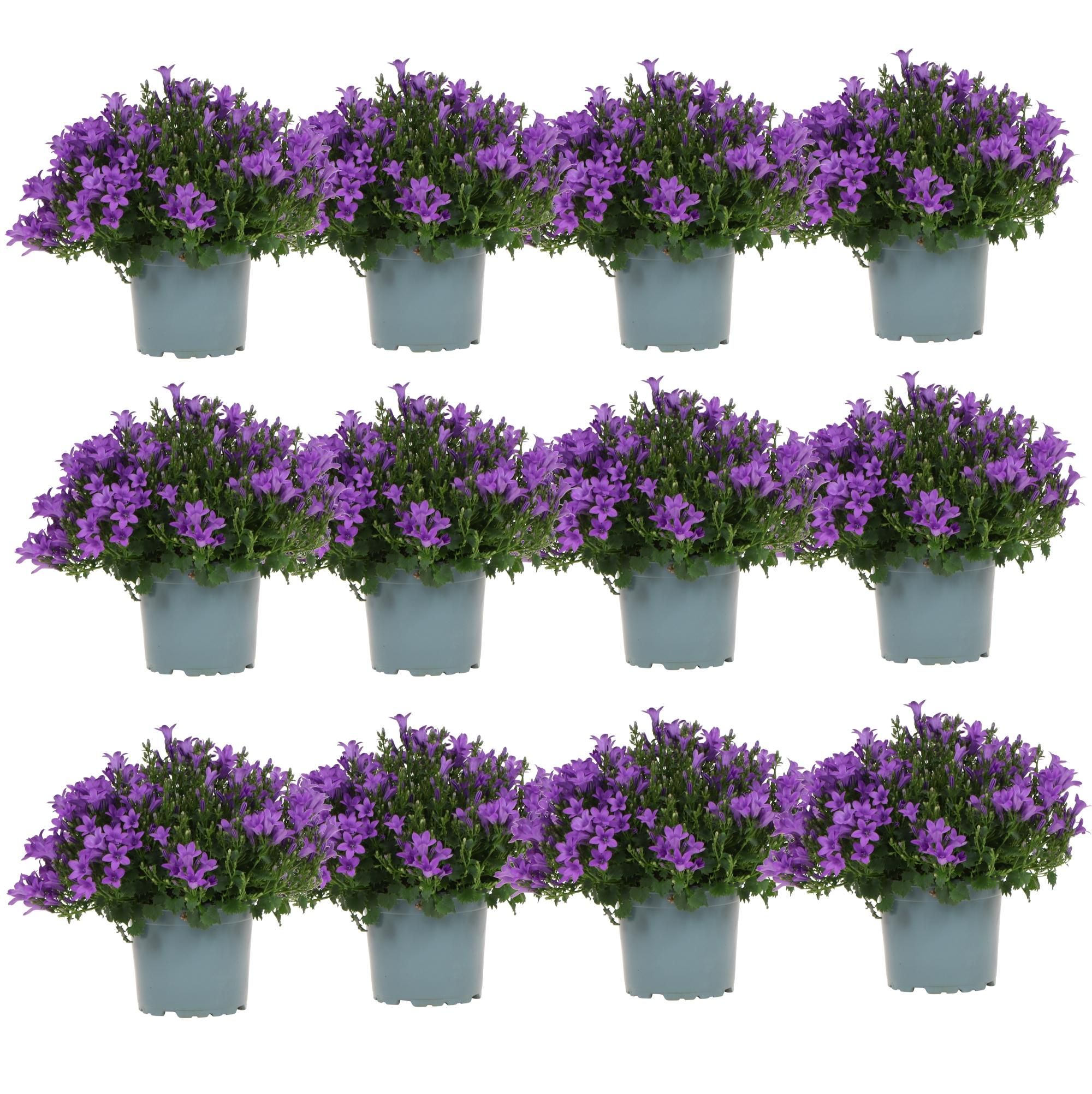 Campanula Addenda - lila Glockenblume als Bodendecker