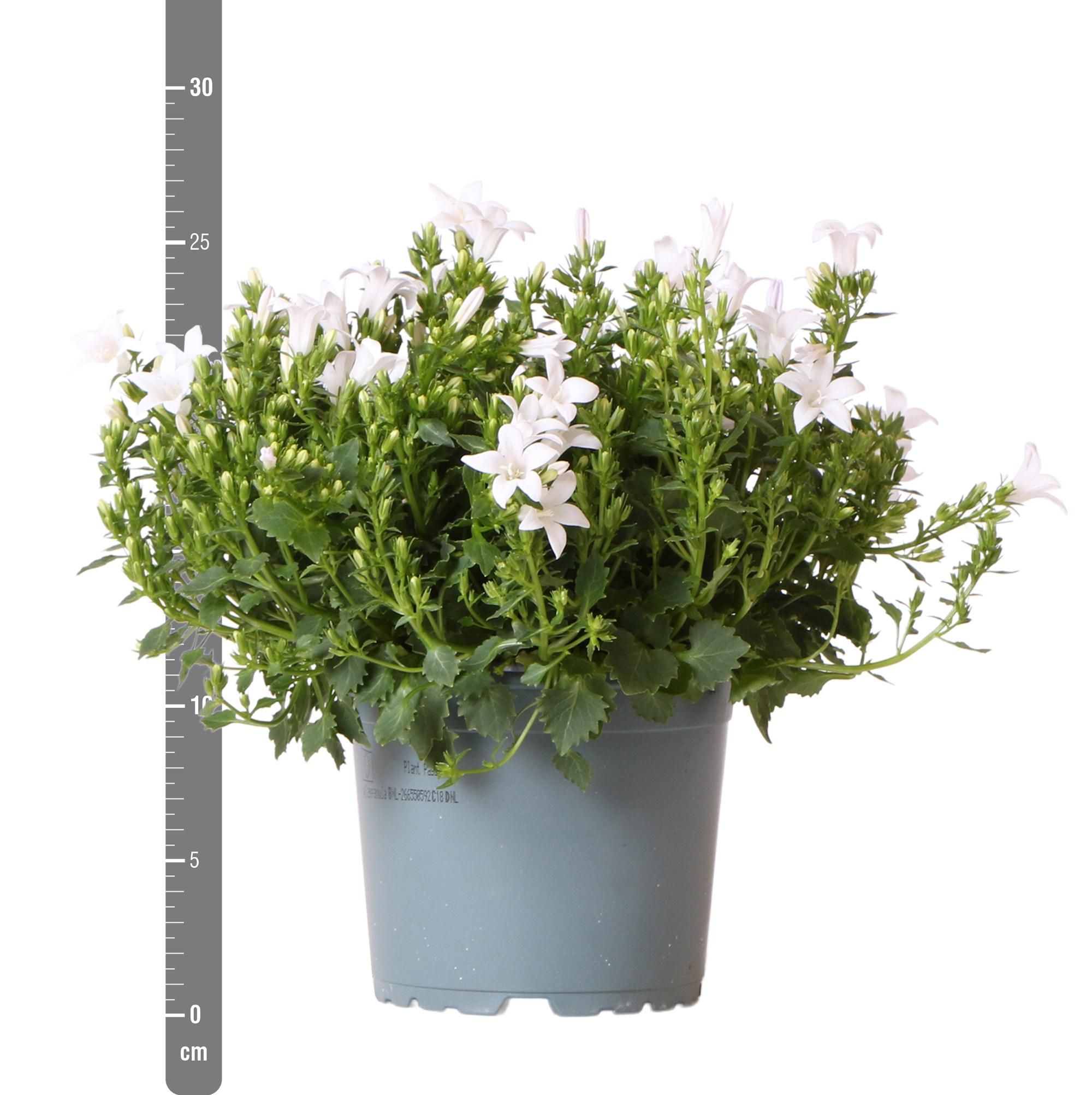 Campanula Addenda Glockenblume Weiß