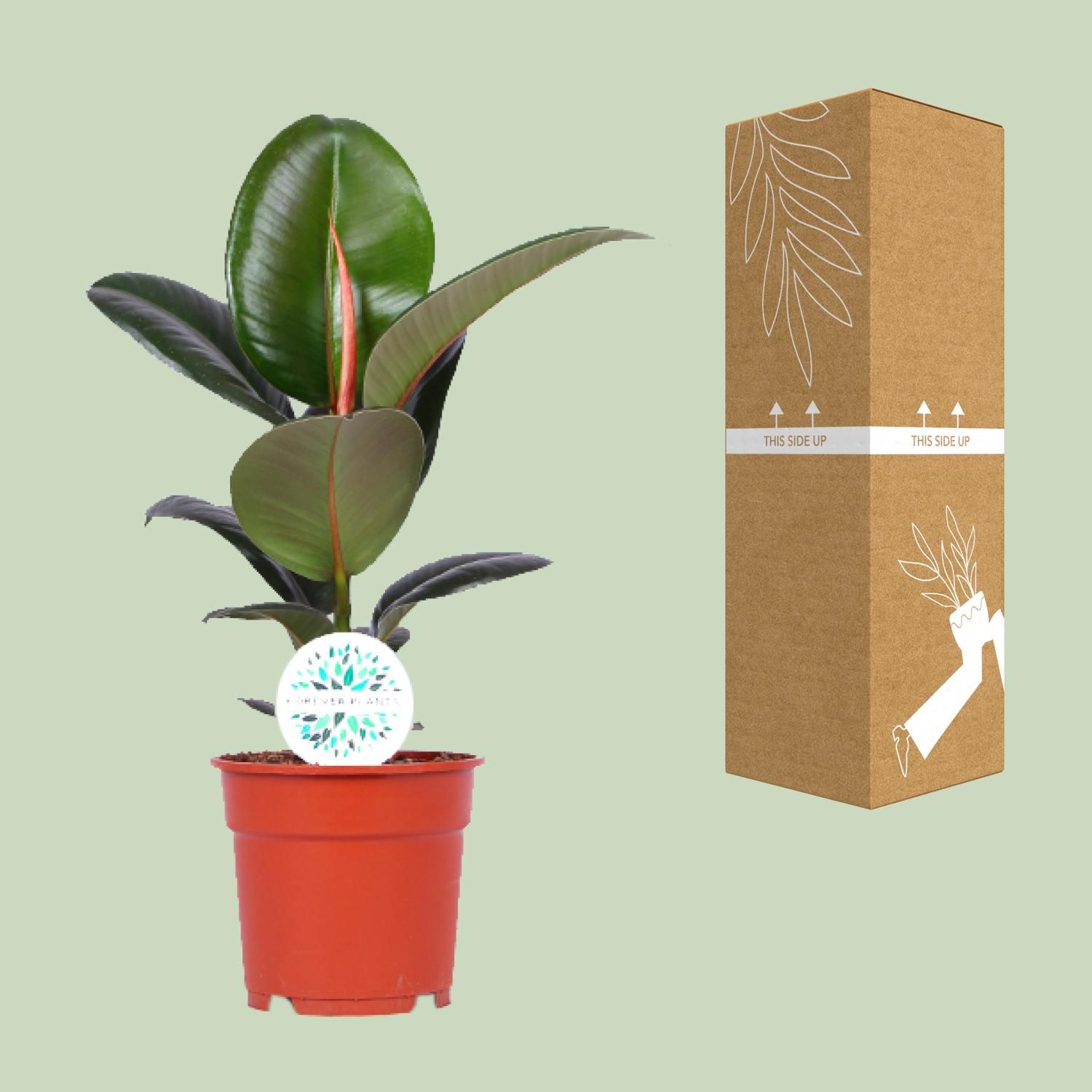 Ficus Elastica Robusta Zimmerpflanze
