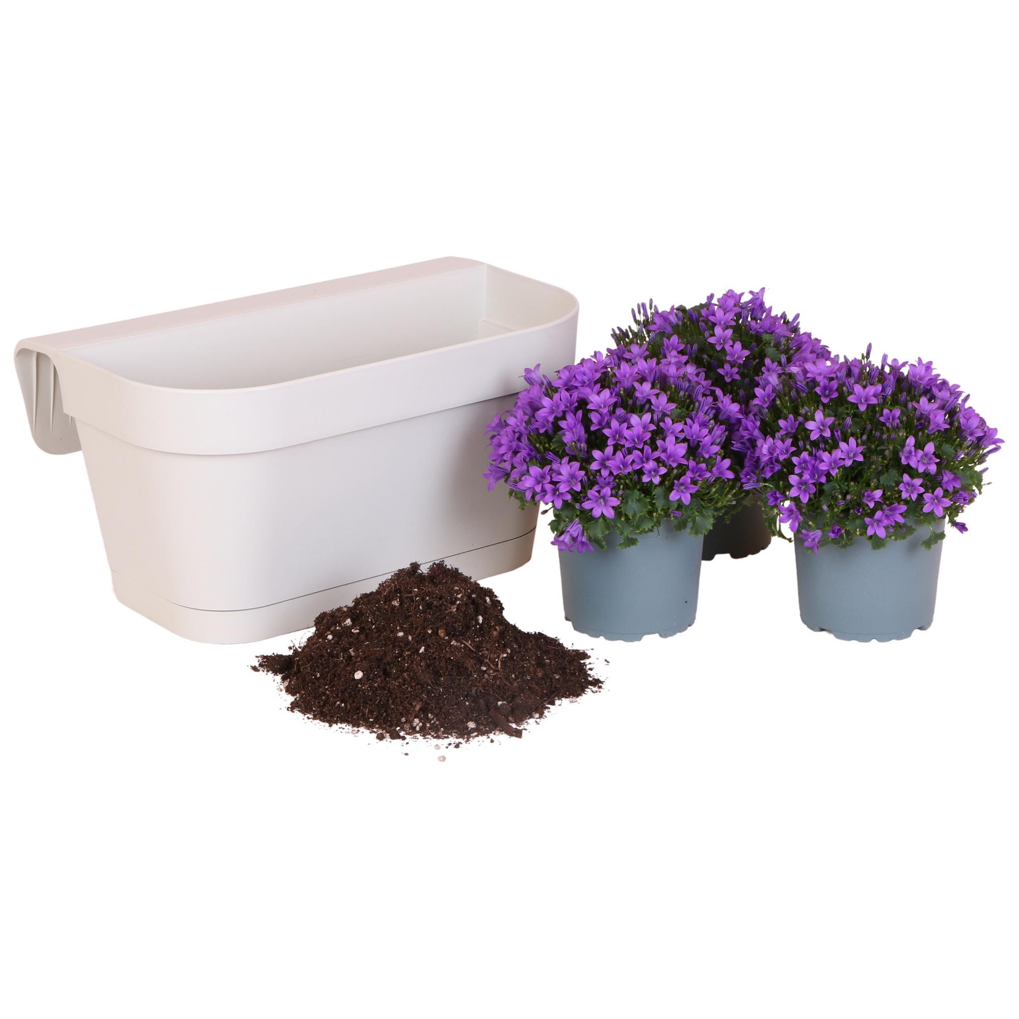 Weißer Balkonpflanzer mit Campanula Glockenblumen
