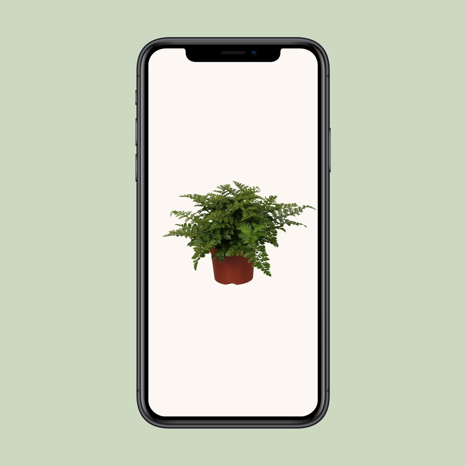 Asplenium Parvati Zimmerfarn
