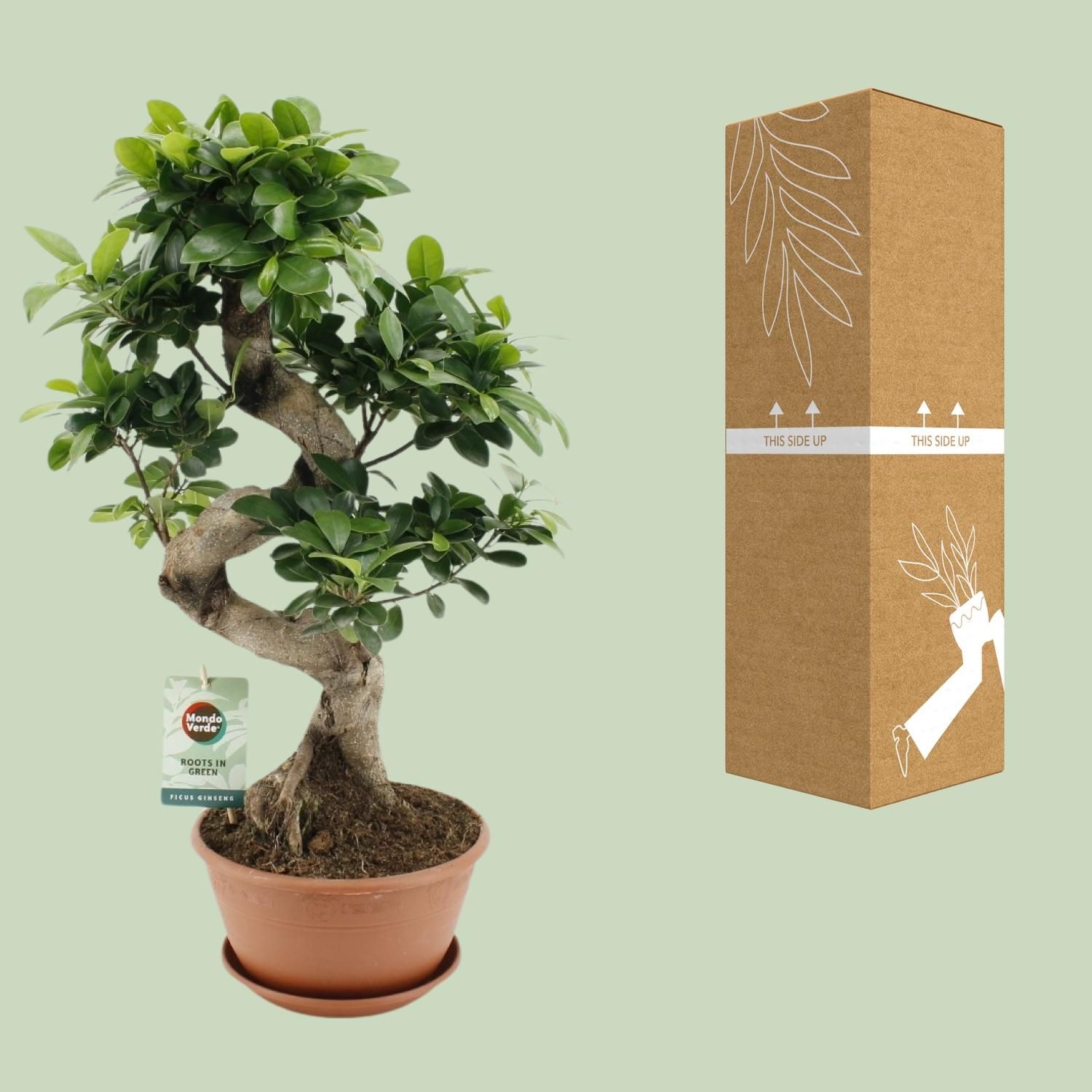 Ficus Ginseng Zimmerpflanze