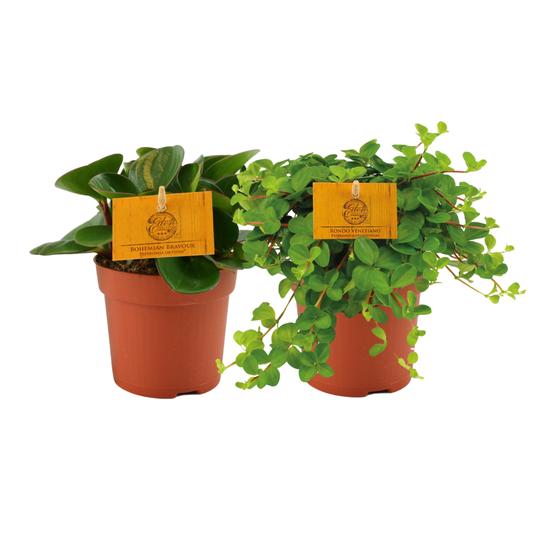 Peperomia Duo | 2 Stück Set | Ø10,5cm Topf | 15cm Höhe