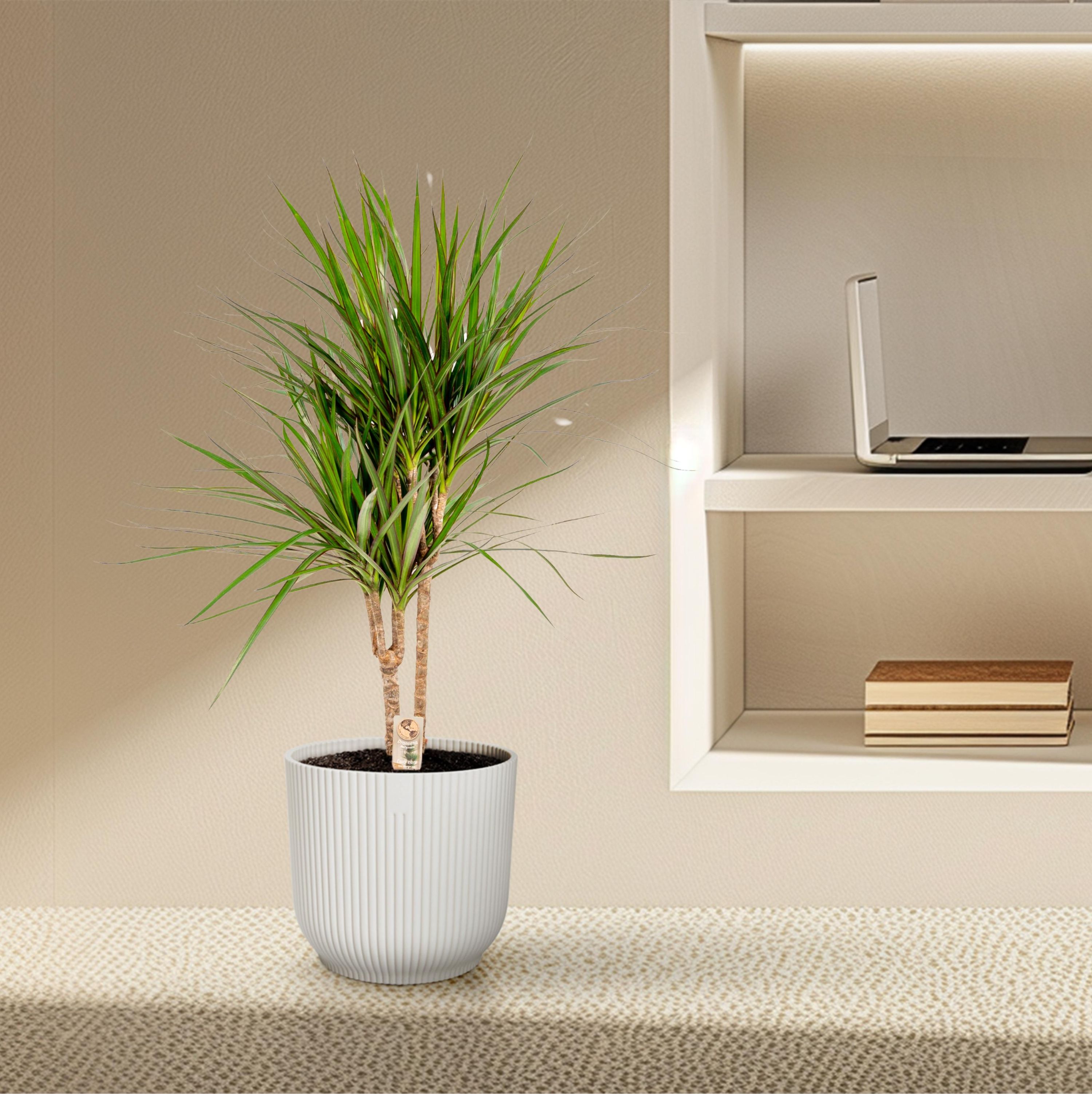 Dracaena Marginata Zimmerpflanze
