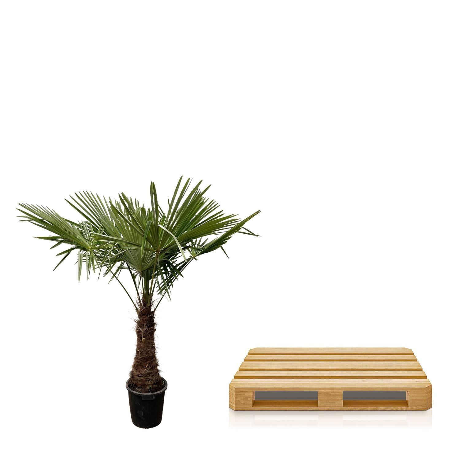 Trachycarpus Fortuneii Palme