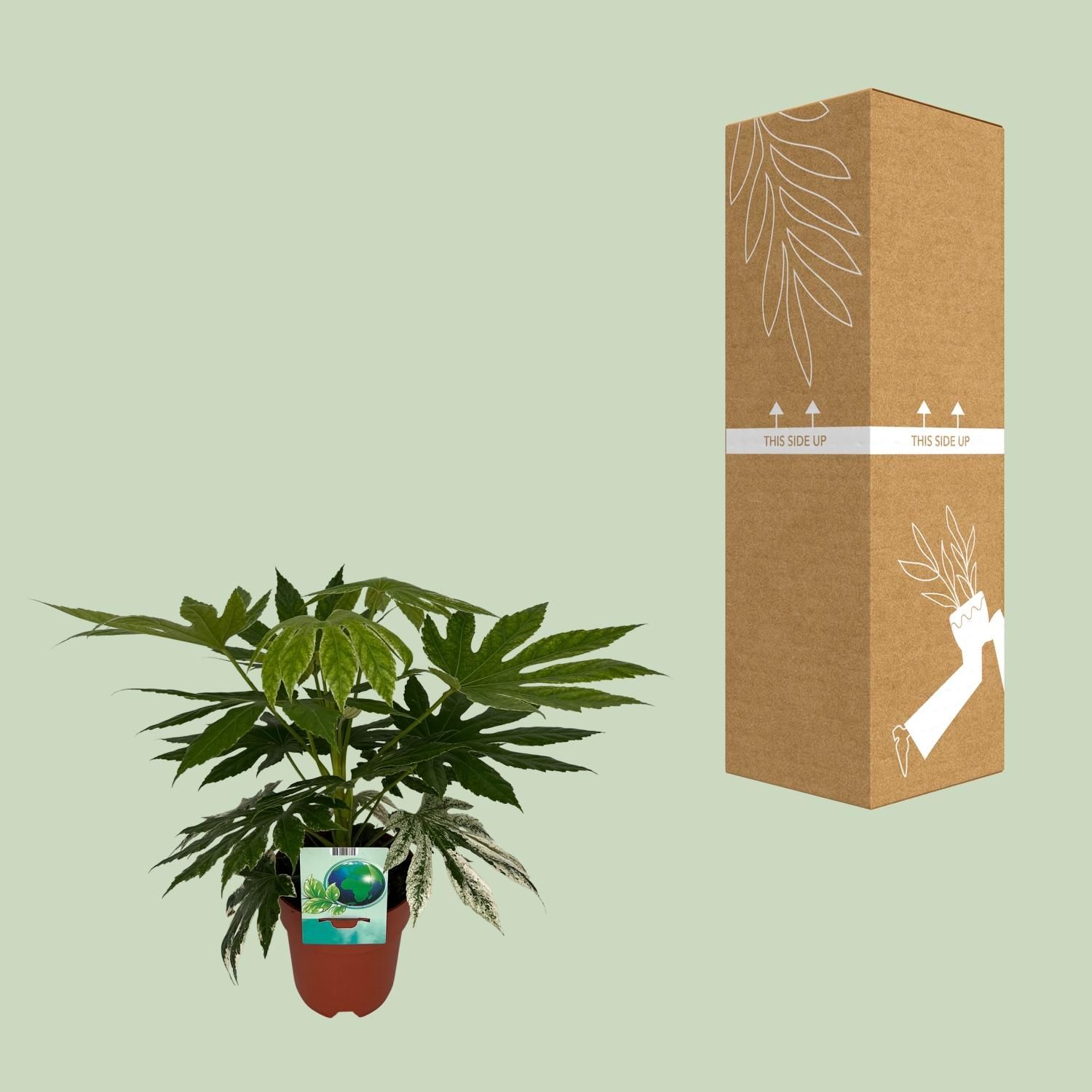 Fatsia japonica Zimmerpflanze mit panaschiertem Laub