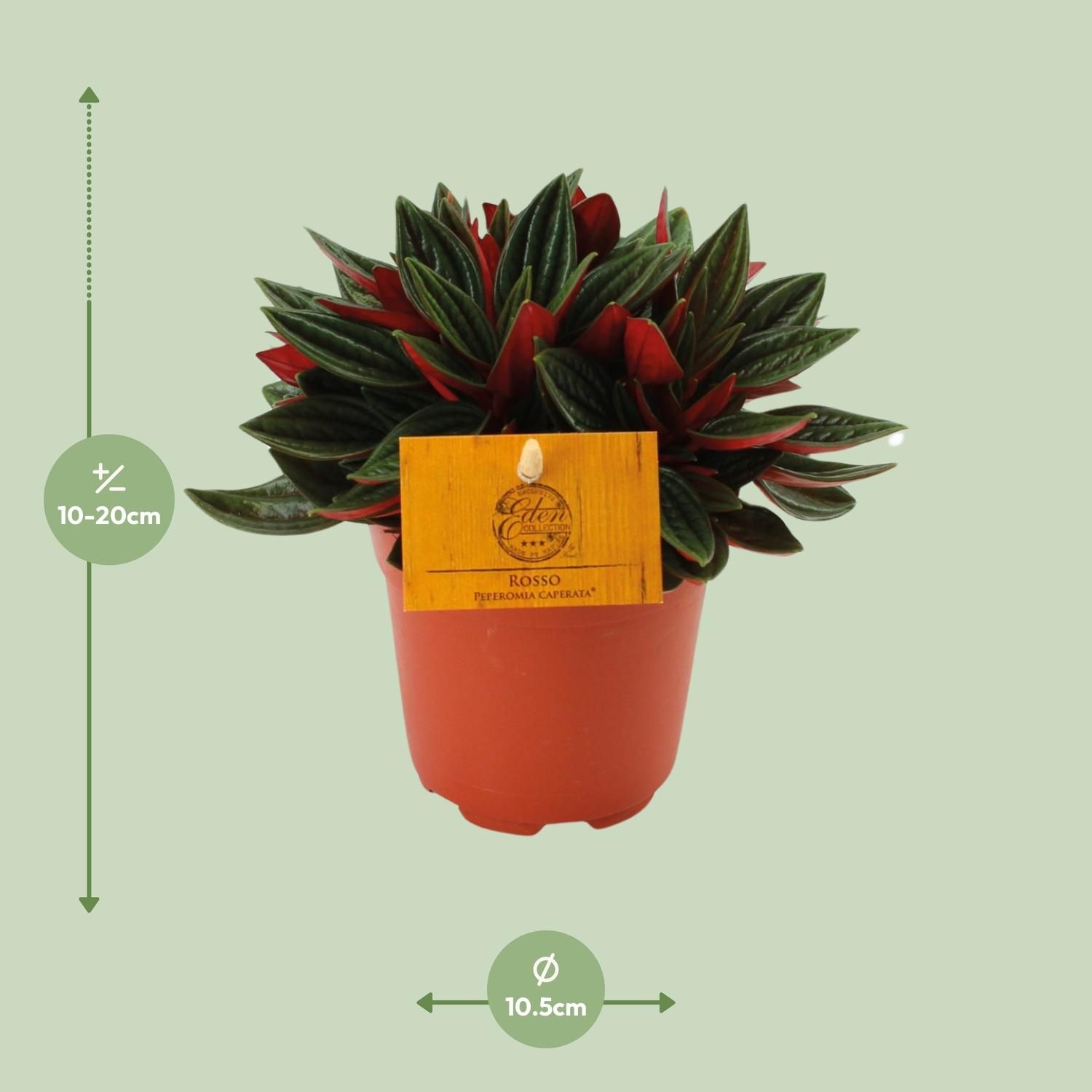 Peperomia Caperata Rosso Zimmerpflanze