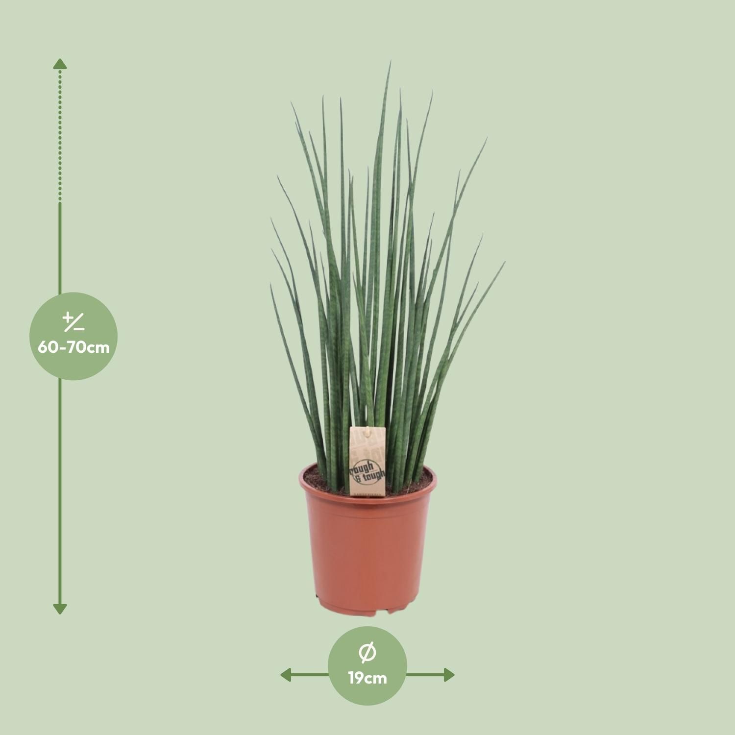 Sansevieria Mikado Zimmerpflanze