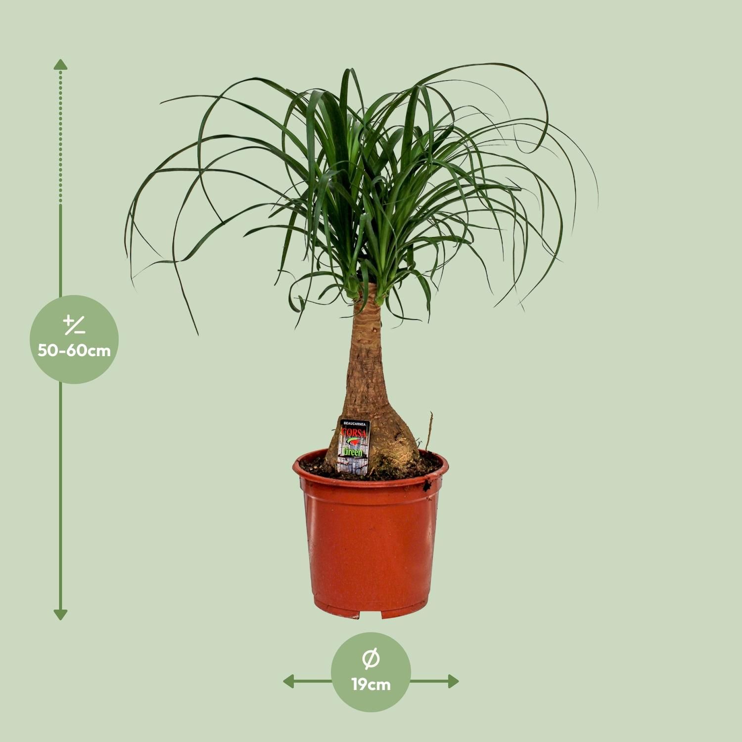 Beaucarnea Elefantenfuß Zimmerpflanze