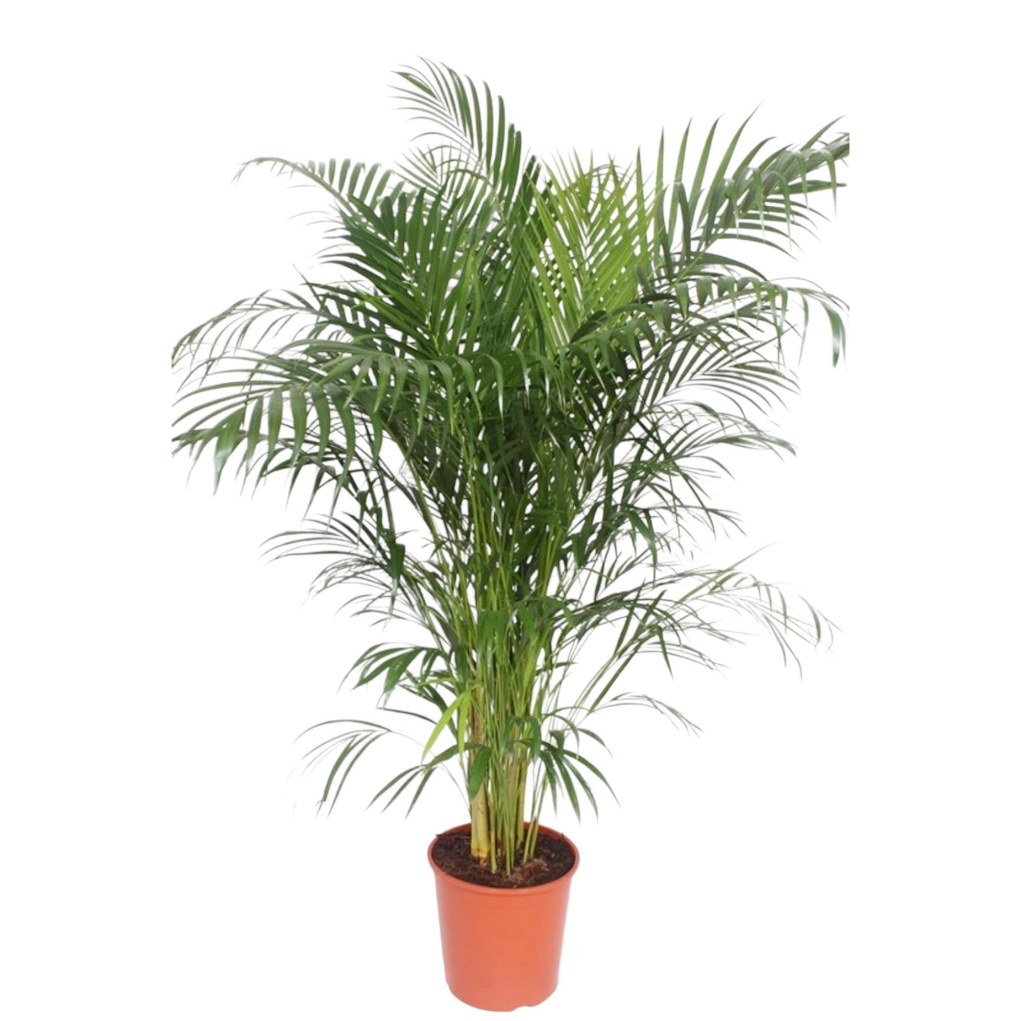 Dypsis Lutescens Areca Palm - Elegante Goldpalme