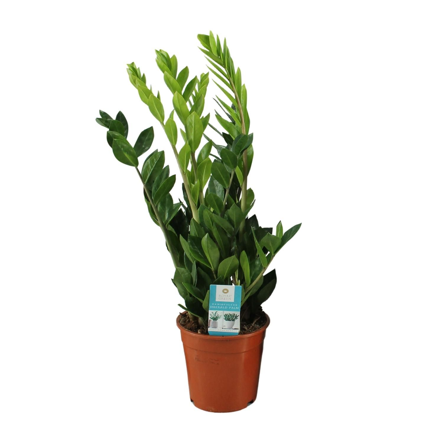Zamioculcas Zimmerpflanze mit glänzenden Blättern