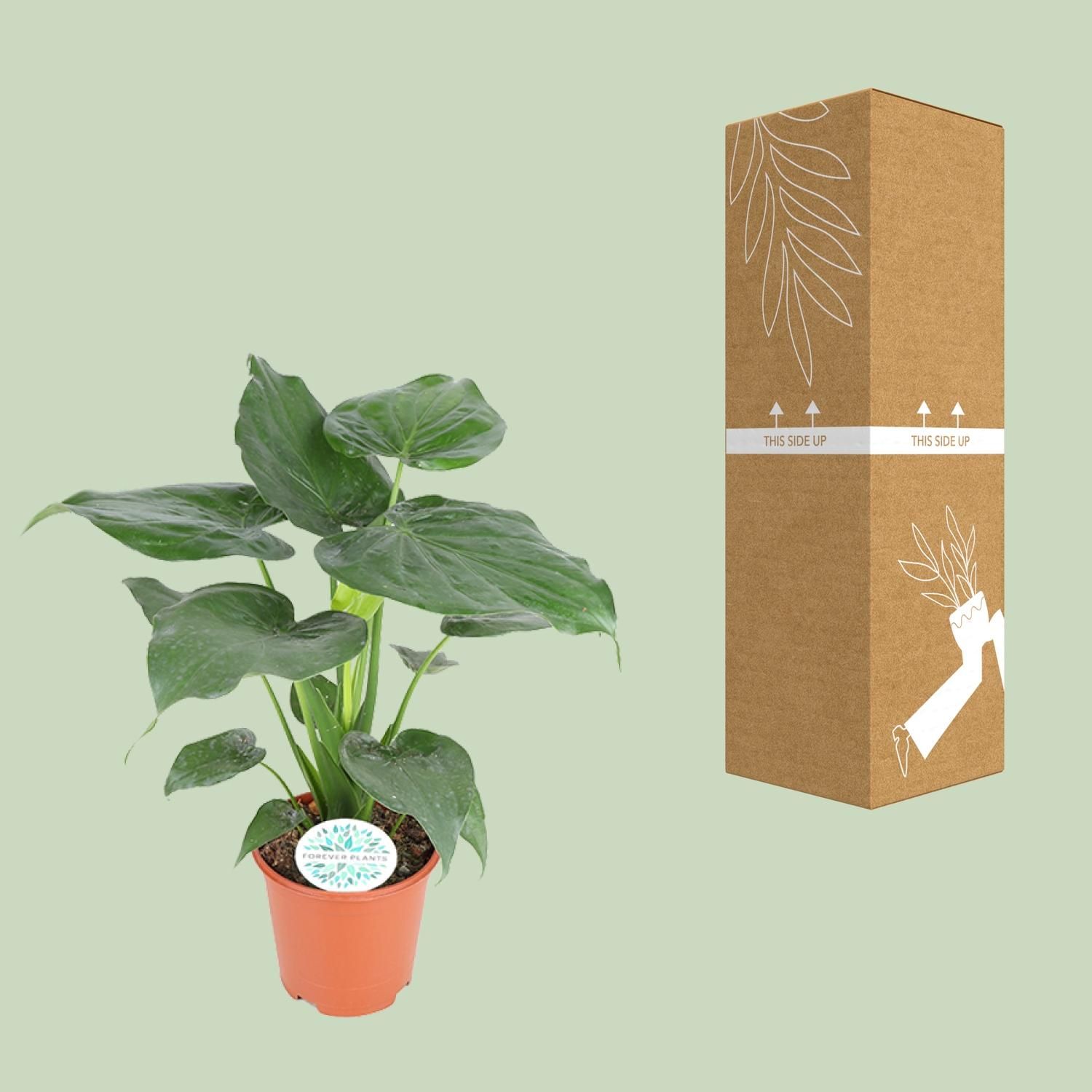Alocasia Cucullata Zimmerpflanze
