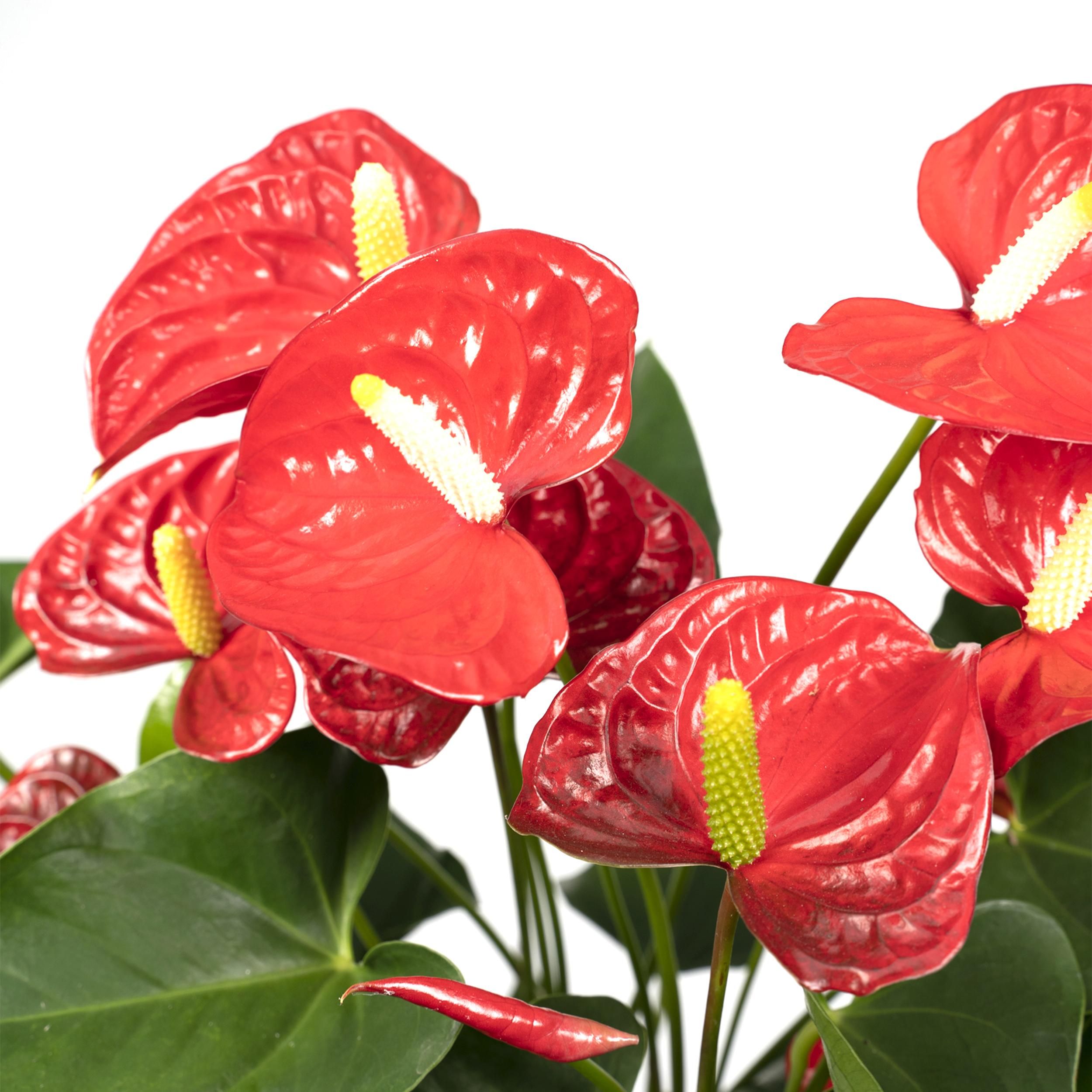 Anthurium Rote Zimmerpflanze mit prächtigen Blüten