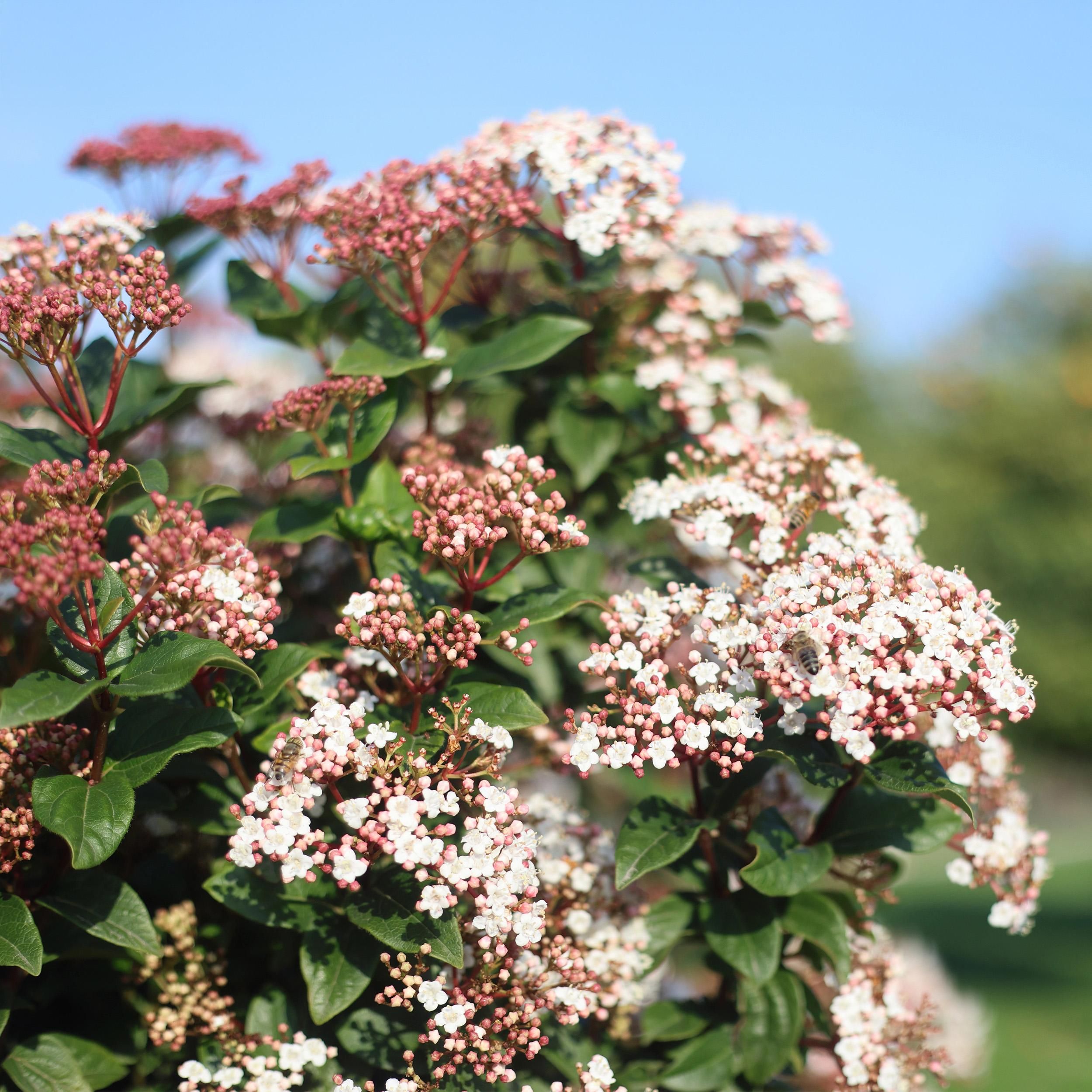 Viburnum tinus Stamm | Immergrün | Pflegeleicht – Terrassenpflanze, Topf 19cm, Höhe 90cm