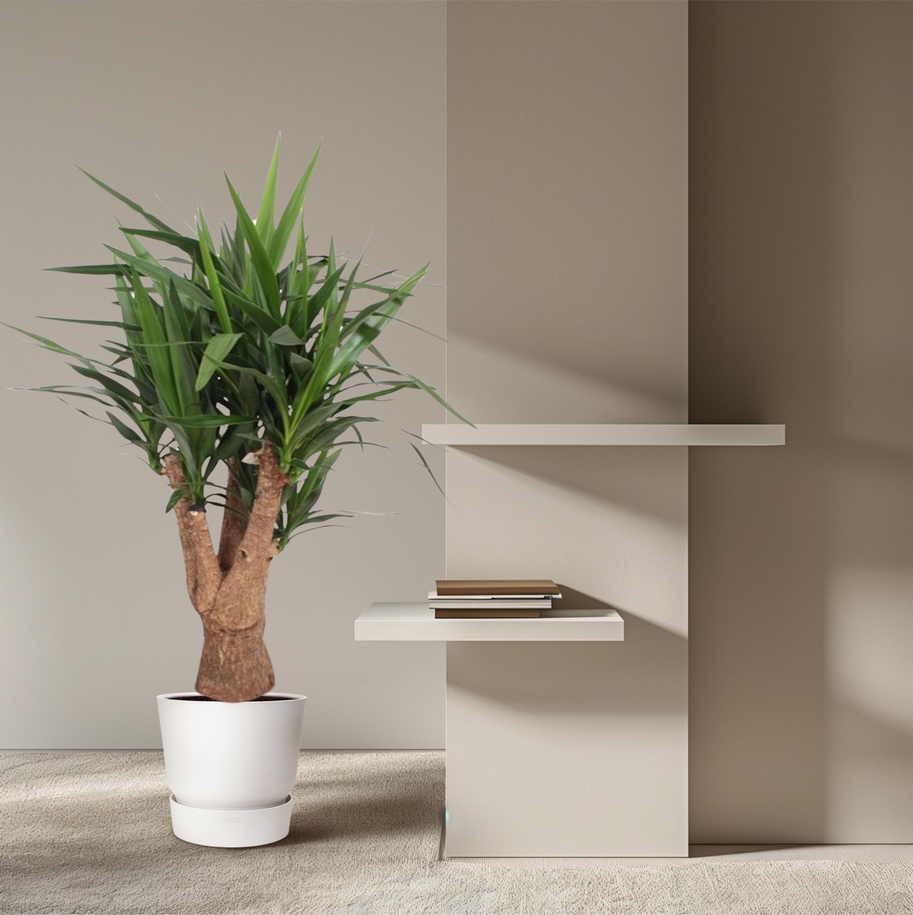 Yucca Elephantipes Zimmerpflanze mit verzweigtem Stamm