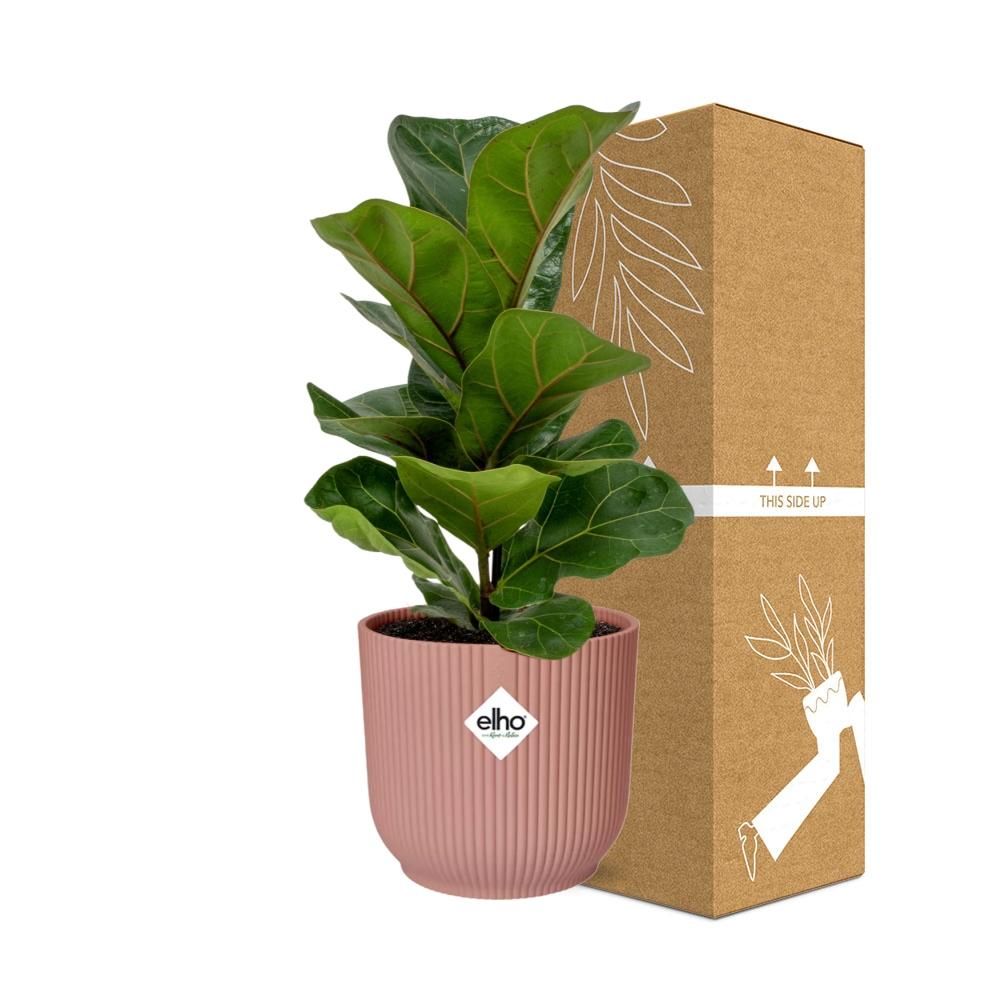 Ficus Lyrata Bambino Zimmerpflanze im Dekotopf
