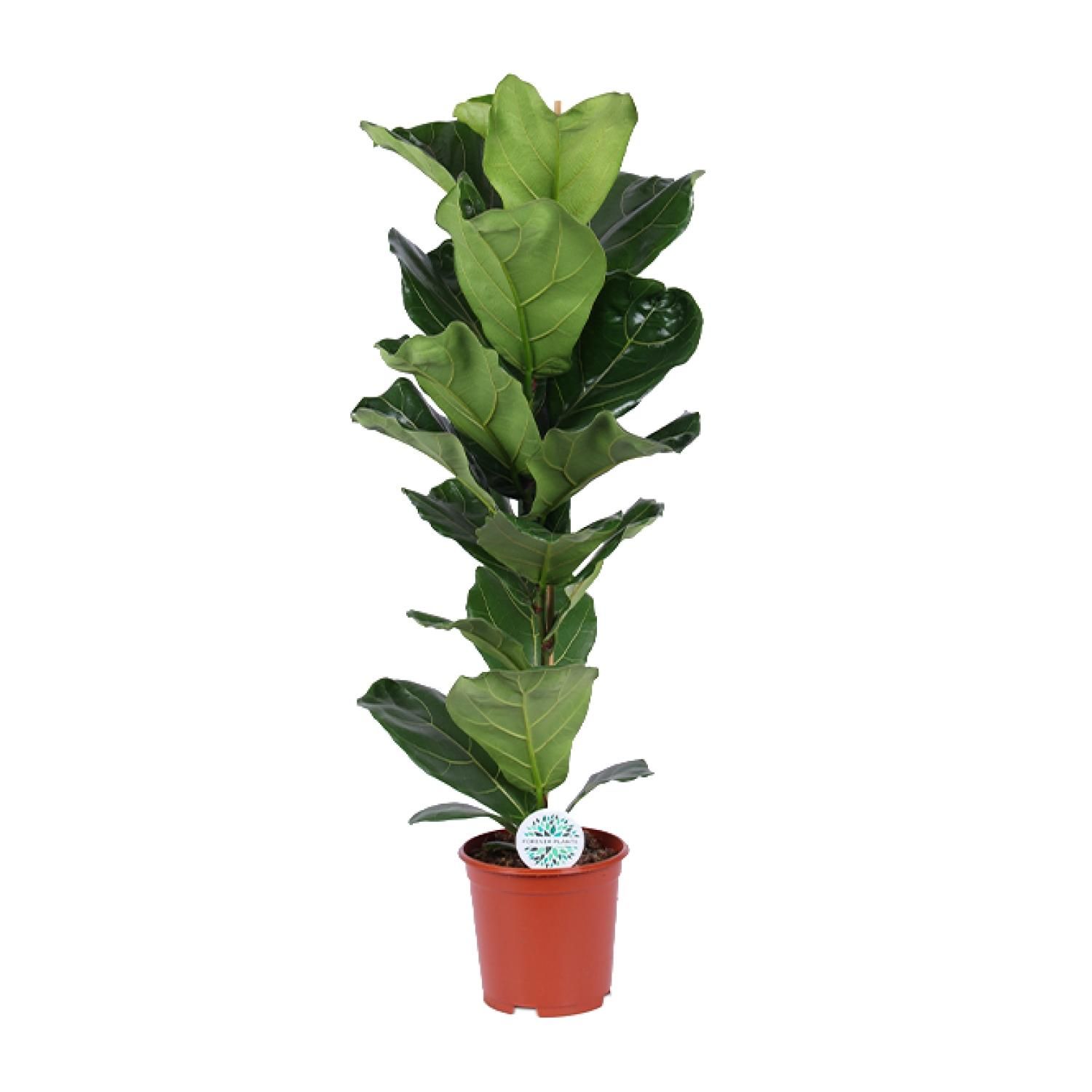Ficus Lyrata Zimmerpflanze mit großen Geigenblättern