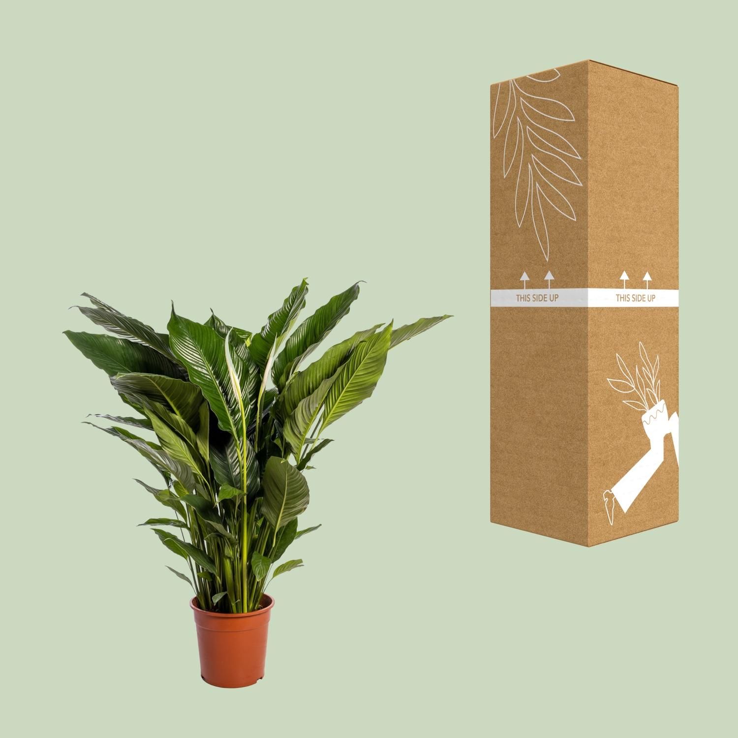 Friedenslilie Sweet Sebastiano – elegante Spathiphyllum Zimmerpflanze