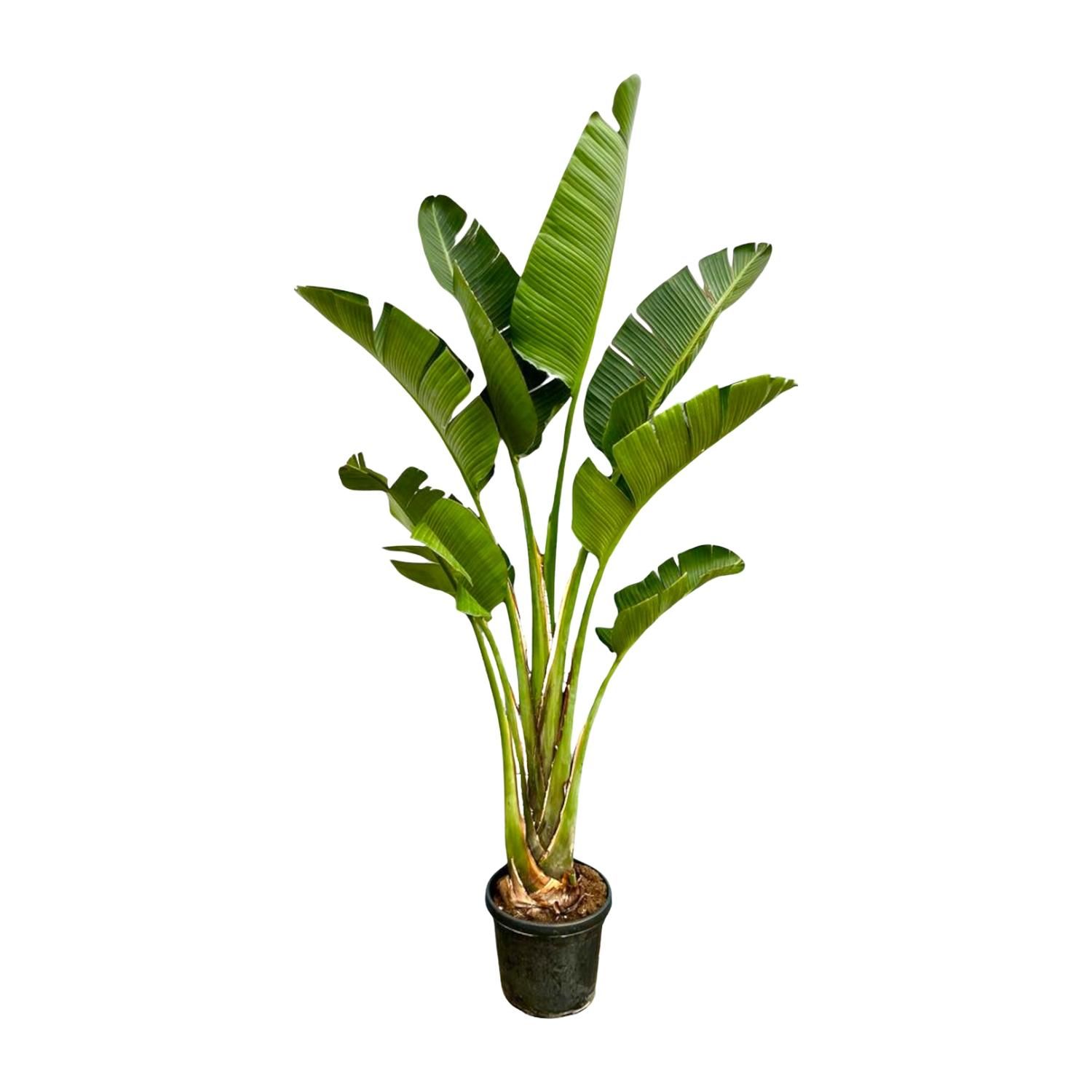 Strelitzia Augusta Weiße Paradiesvogelpflanze