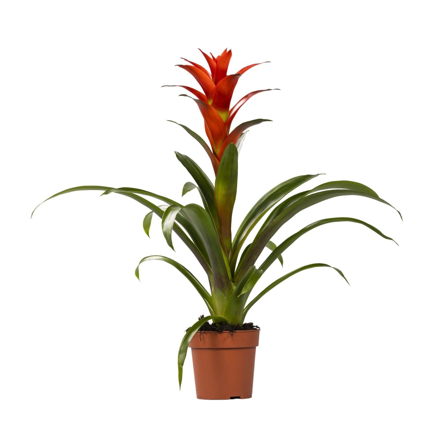 Guzmania Ostara Zimmerpflanze