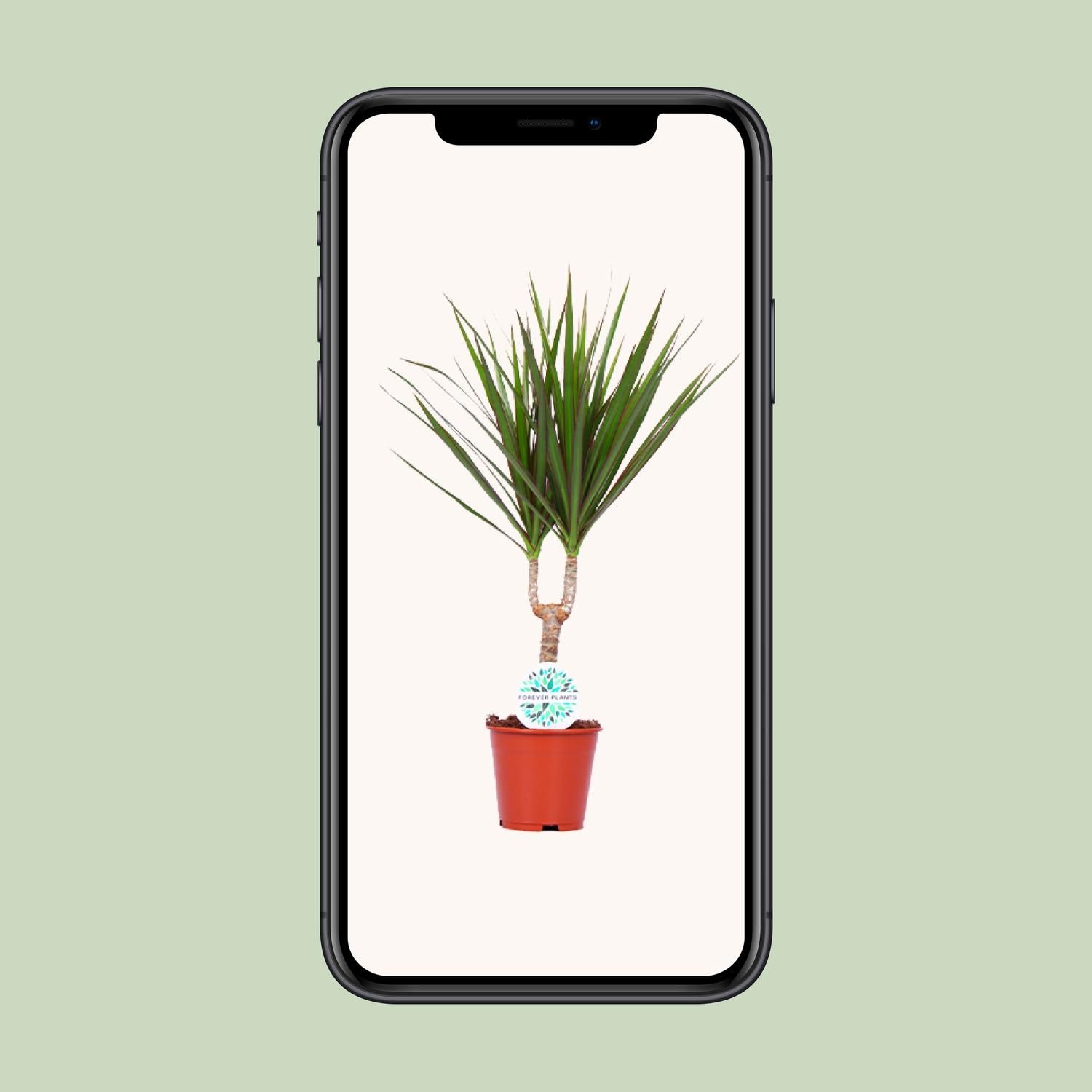 Dracaena Marginata Zimmerpflanze