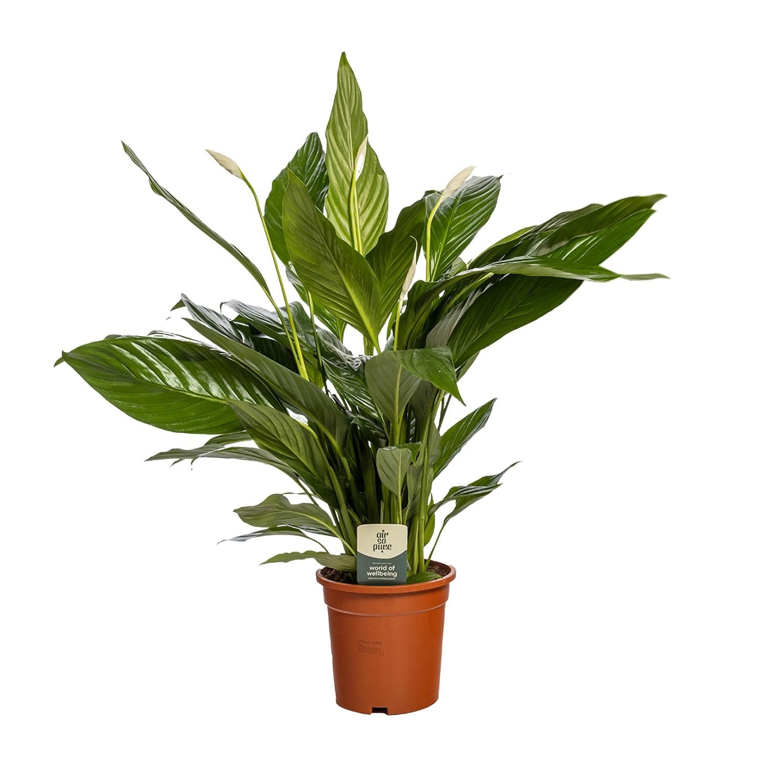 Spathiphyllum Bingo Cupido Zimmerpflanze