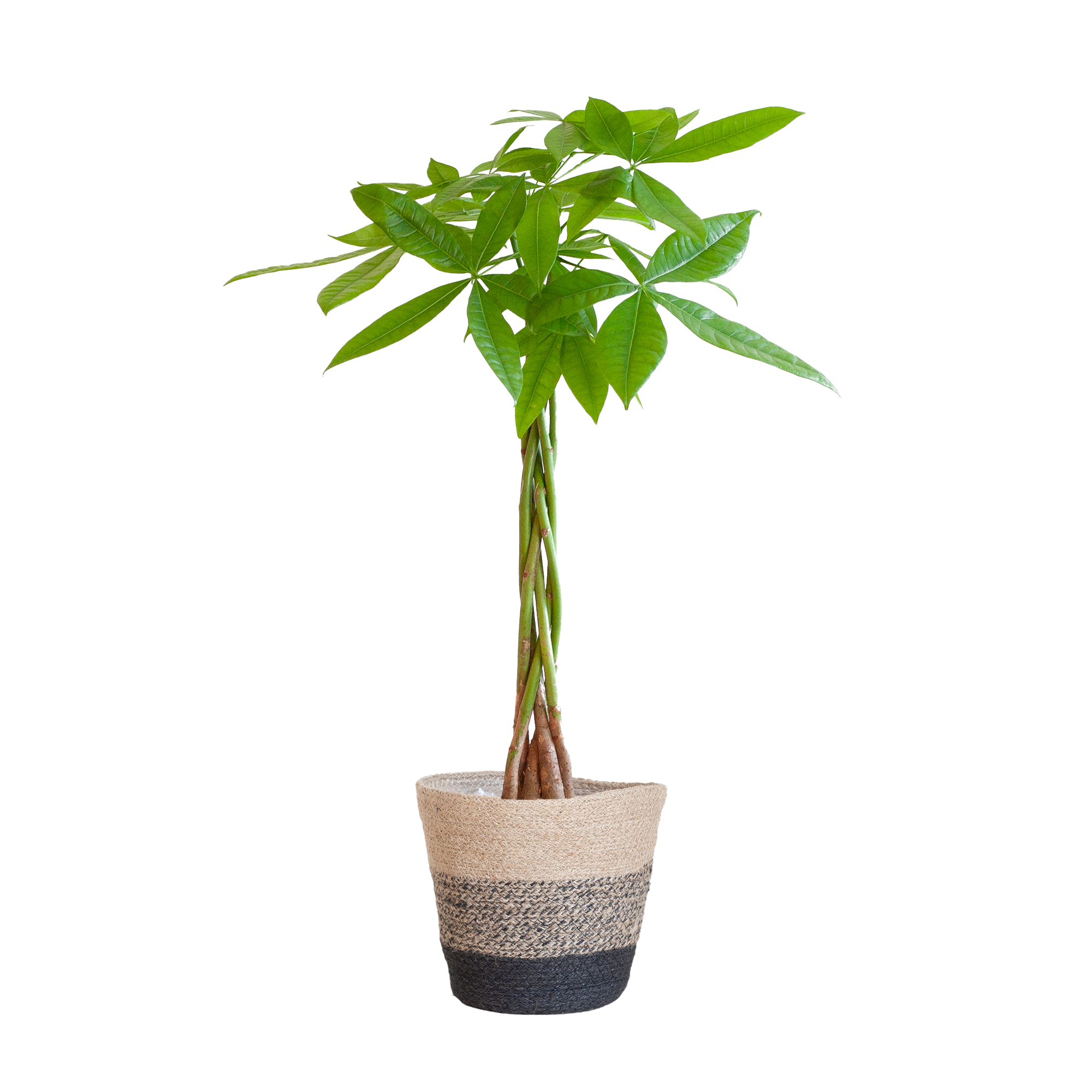Pachira Aquatica - Geldbaum - Mit Topf Schwarz - 80 cm