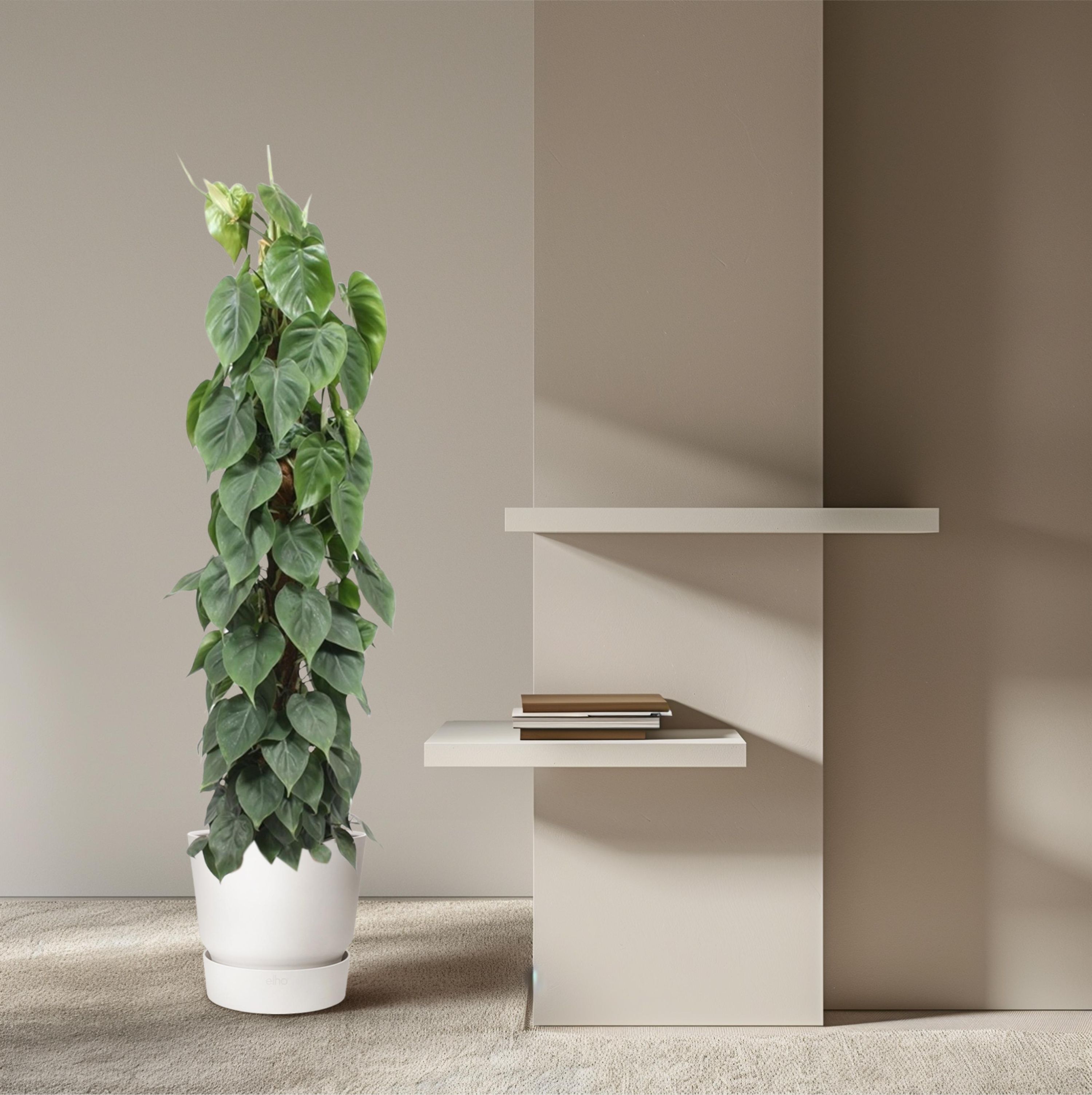 Philodendron Scandens - Tropische Zimmerpflanze mit Moosstab