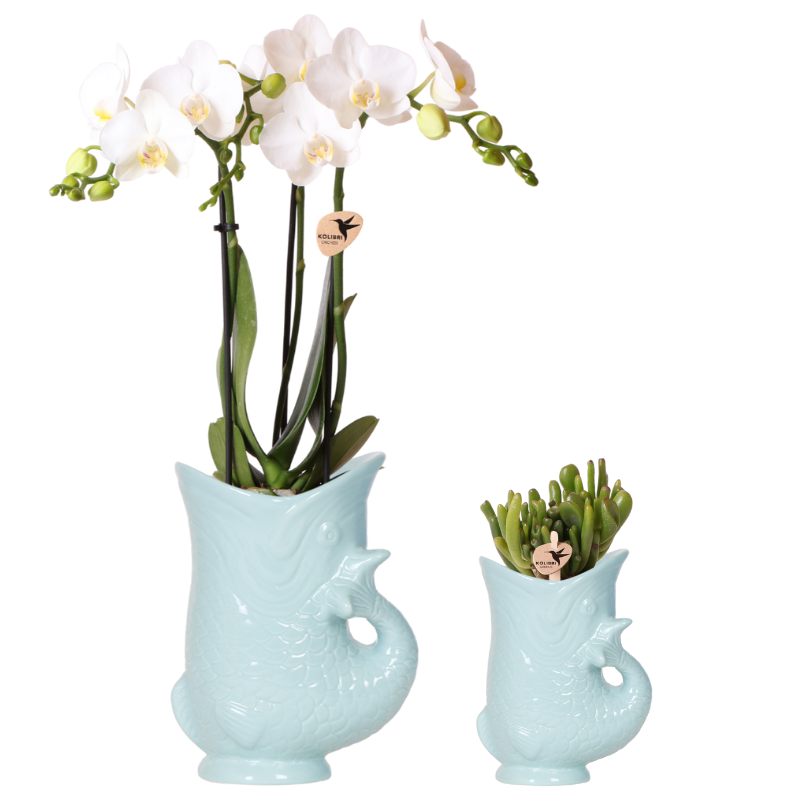 Orchideen und Sukkulenten Pflanzenset | Phalaenopsis & Crassula im Set | Dekorative Übertöpfe