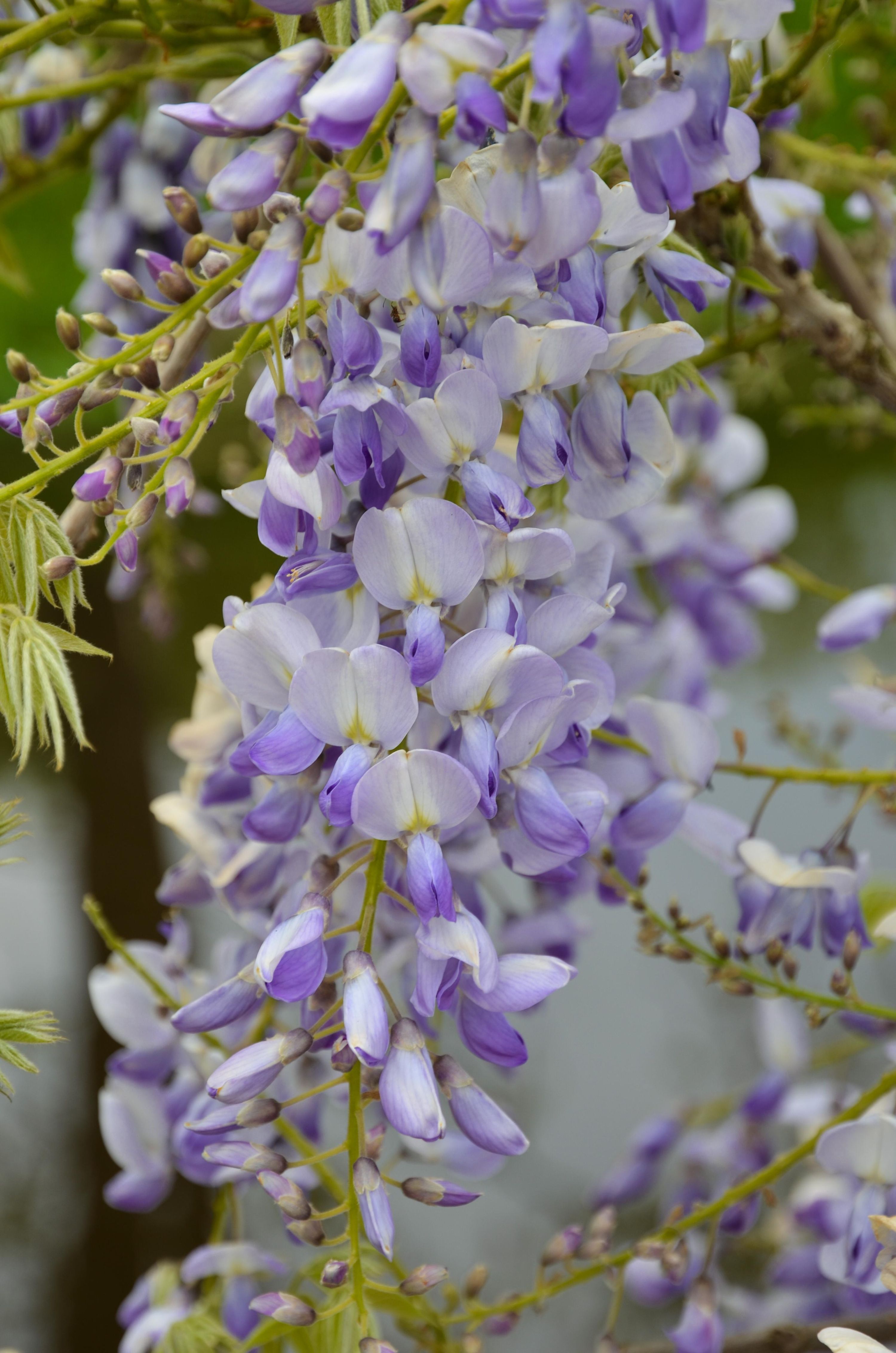 Blauregen Wisteria sinensis Caroline Kletterpflanze