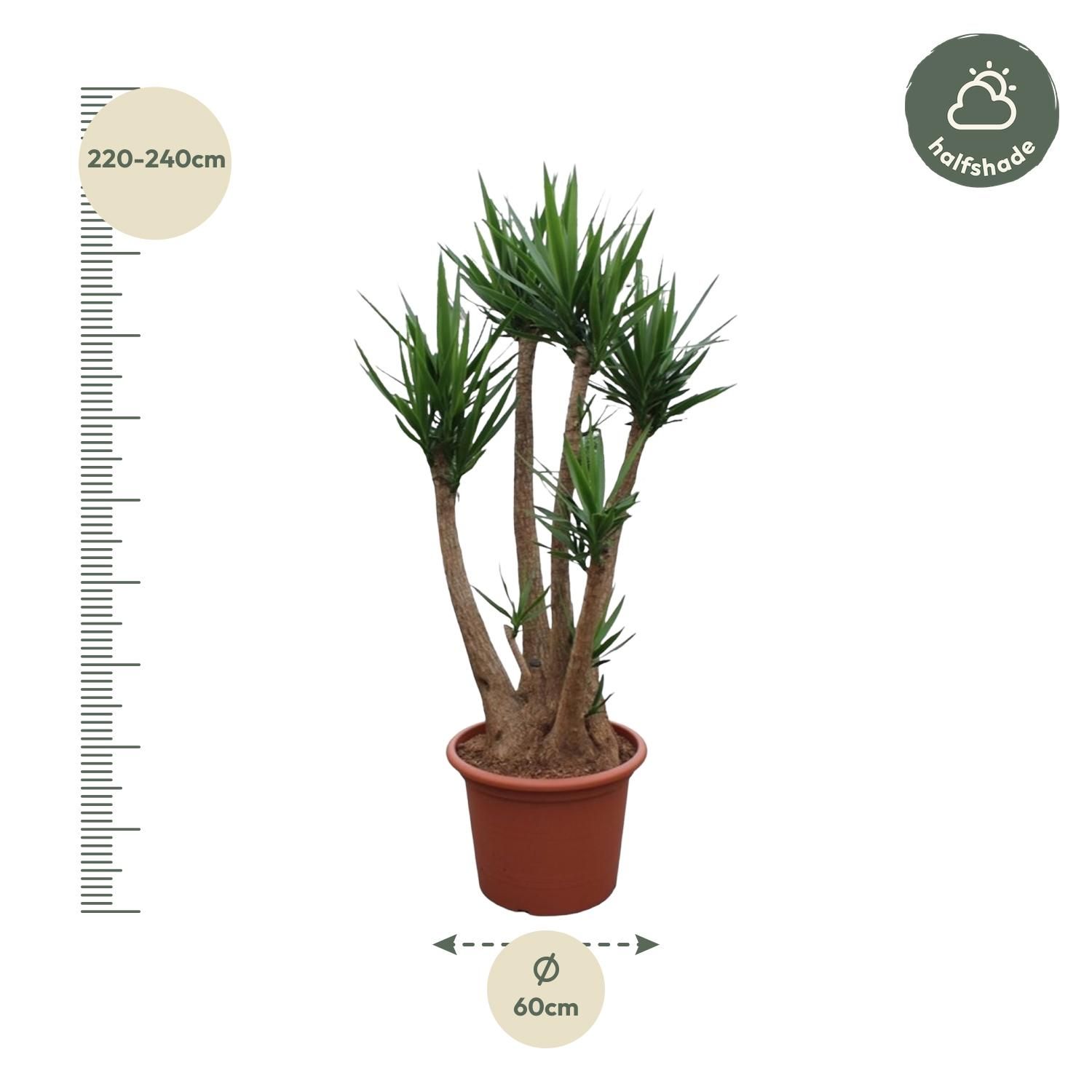 Yucca Elephantipes vertakt Premium Zimmerpflanze