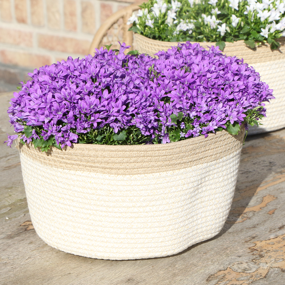 Campanula Addenda Ambella Glockenblume im Baumwollkorb mit Bewässerungssystem