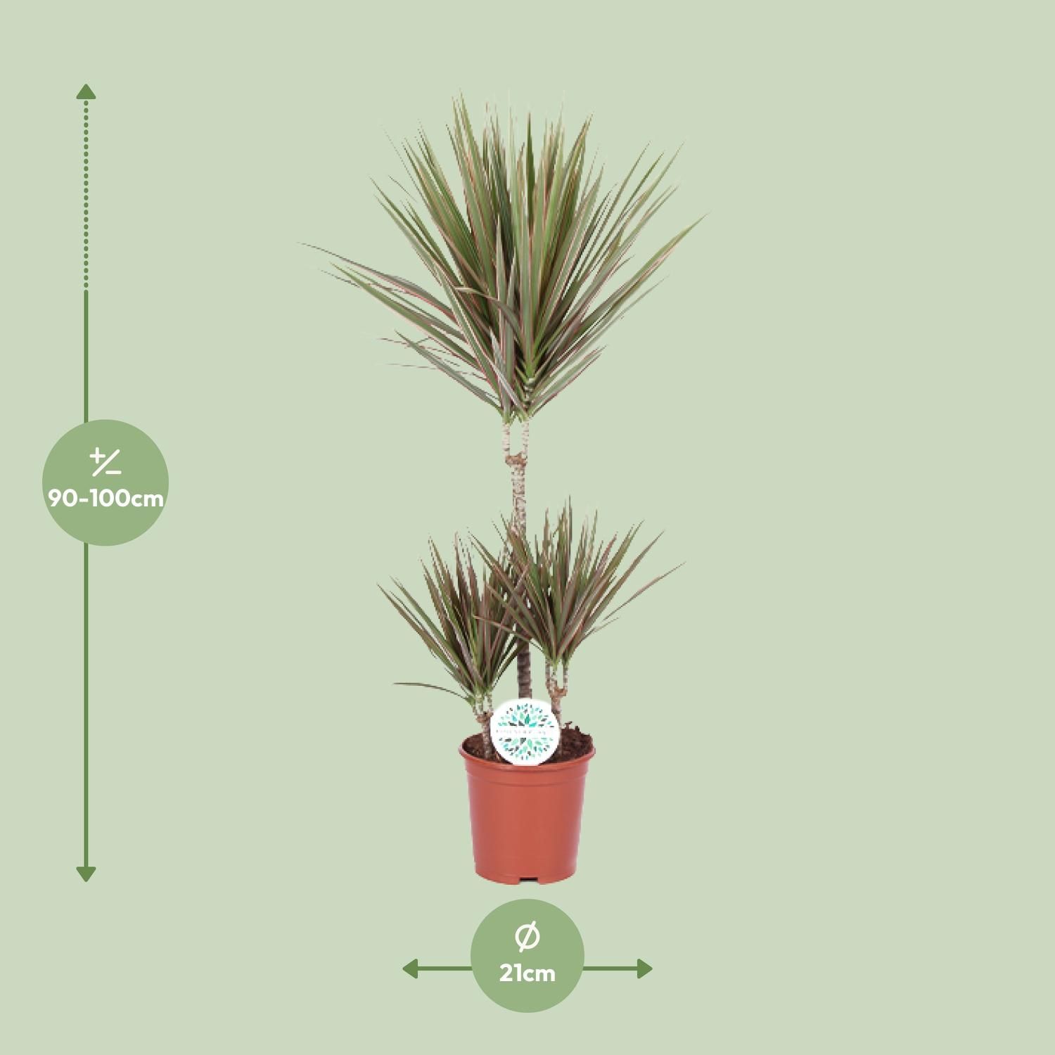 Dracaena Bicolor – Exotischer Drachenbaum mit luftreinigenden Blättern