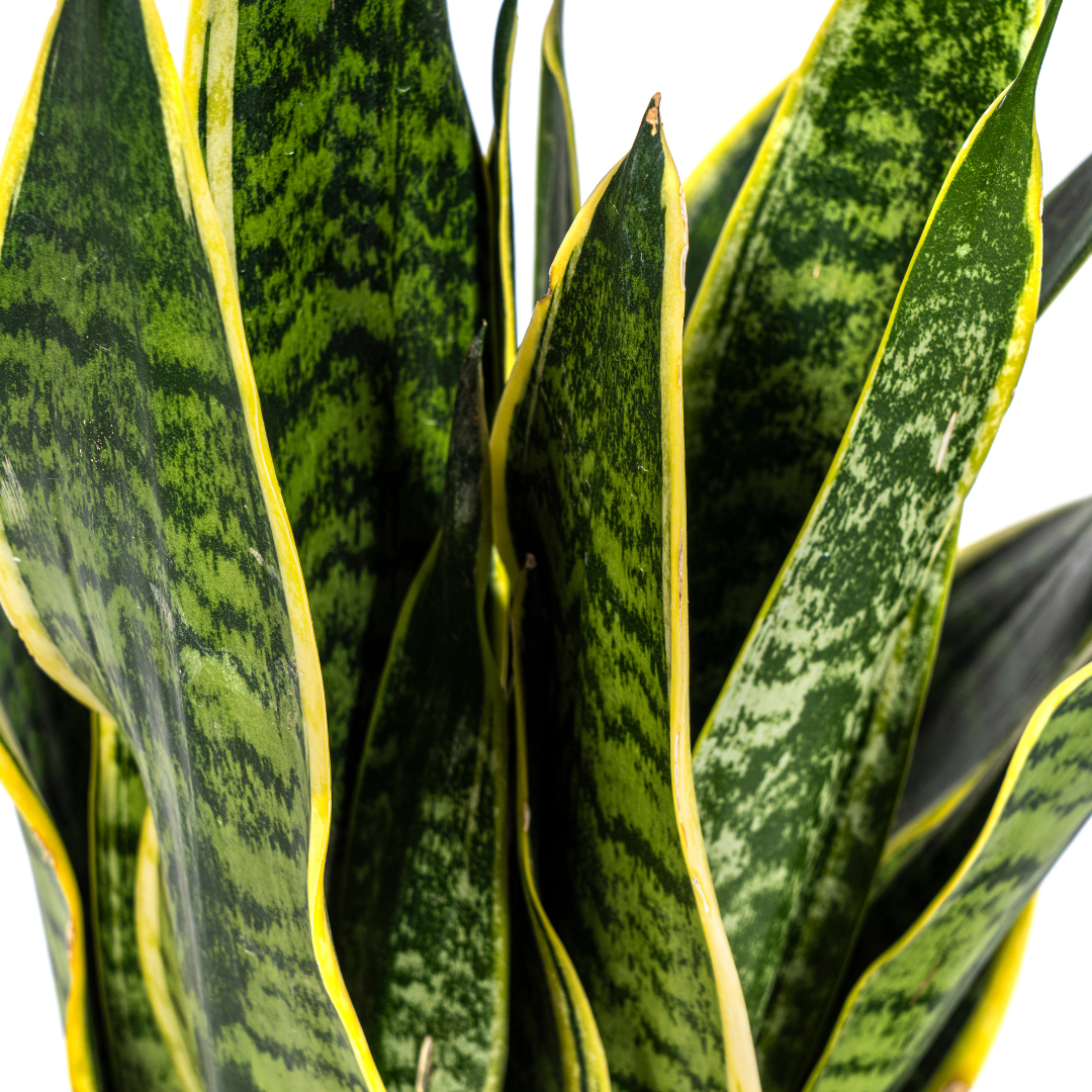 Sansevieria Trifasciata Futura Superba – Ø17cm – ↕45-55cm