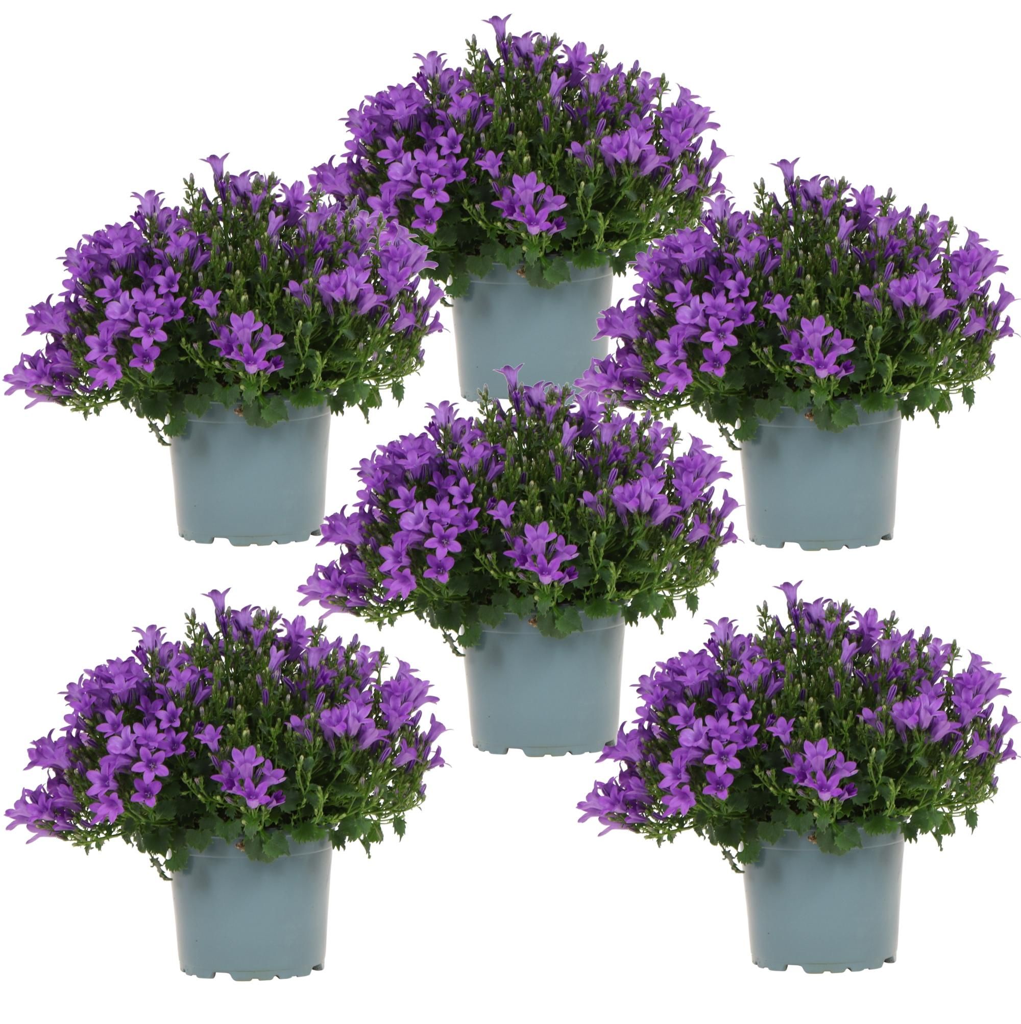 Campanula Addenda Glockenblume lila Bodendecker