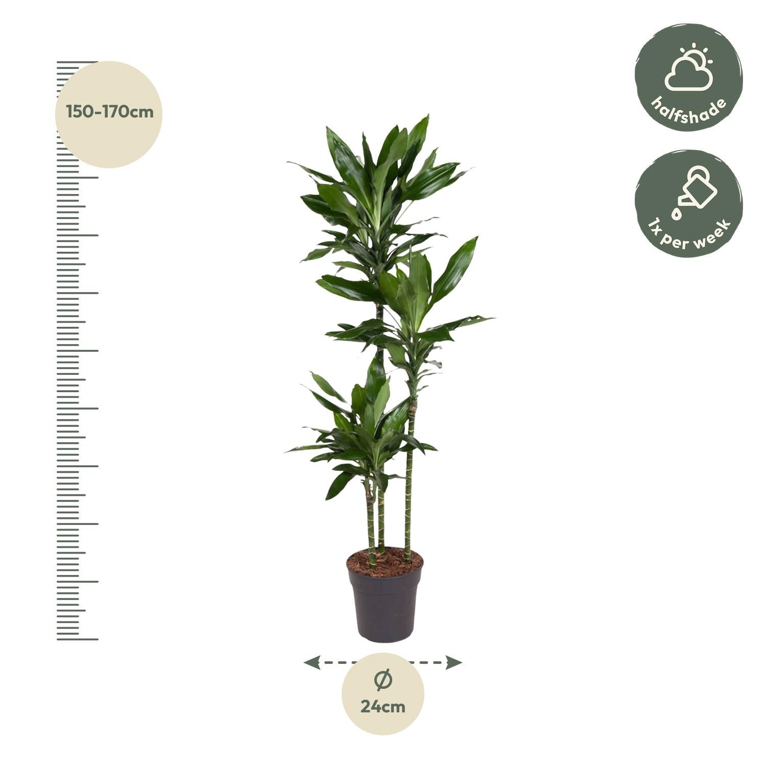 Dracaena Janet Lind Zimmerpflanze