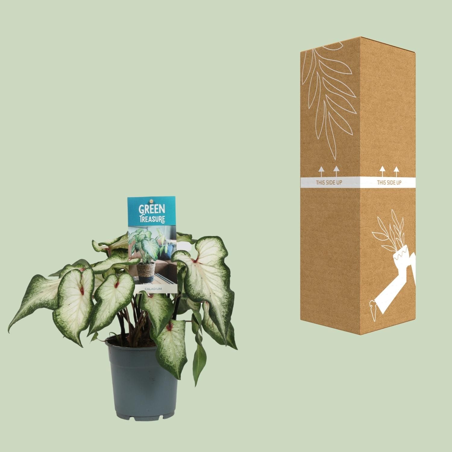 Caladium Weiß Zimmerpflanze – Herzförmiges Laub