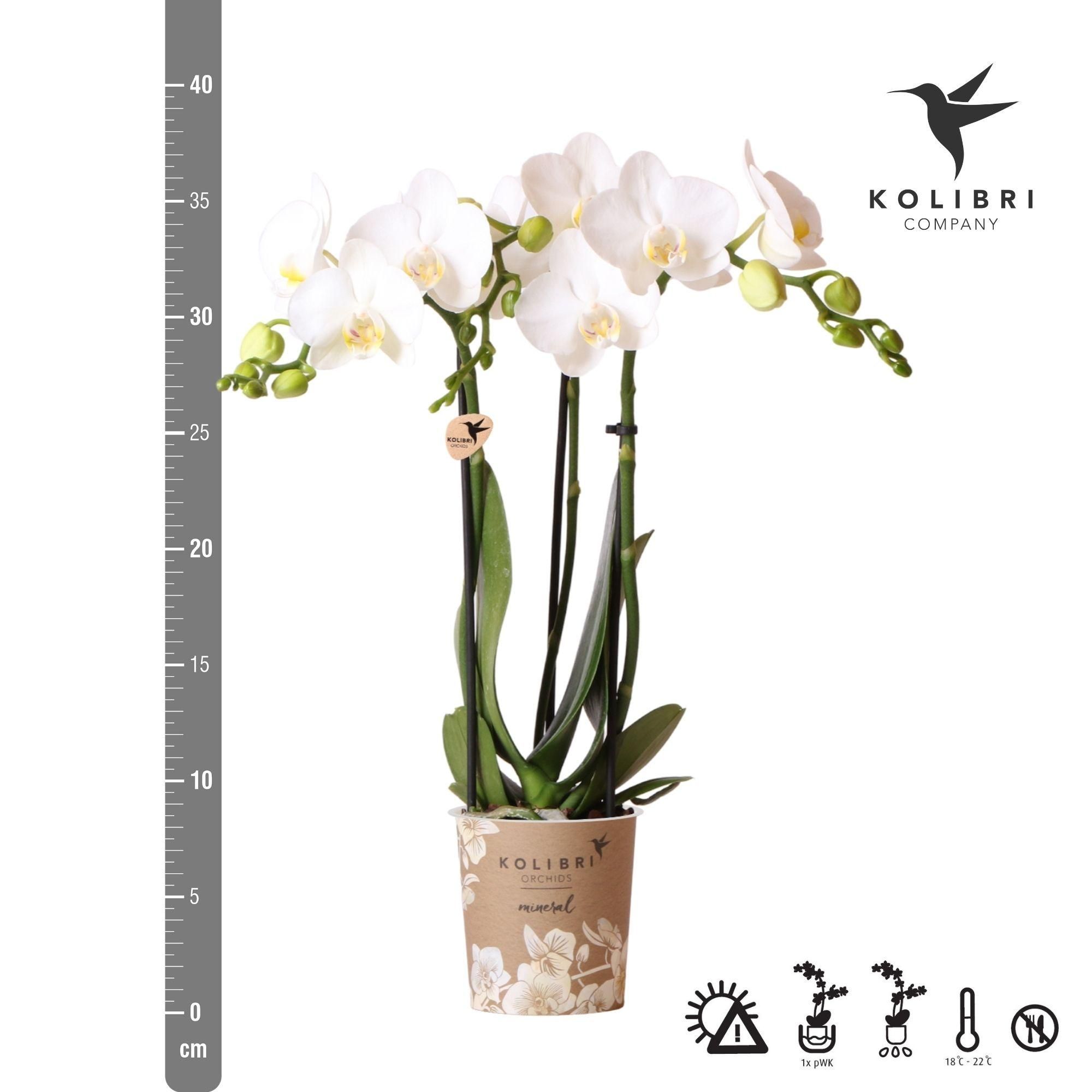 Weiße Phalaenopsis Orchidee Amabilis
