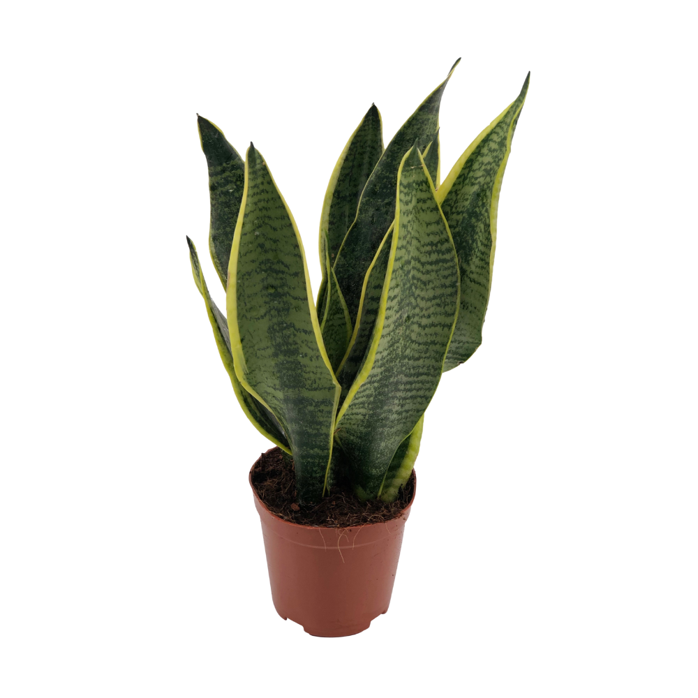 Sansevieria Superba Zimmerpflanze