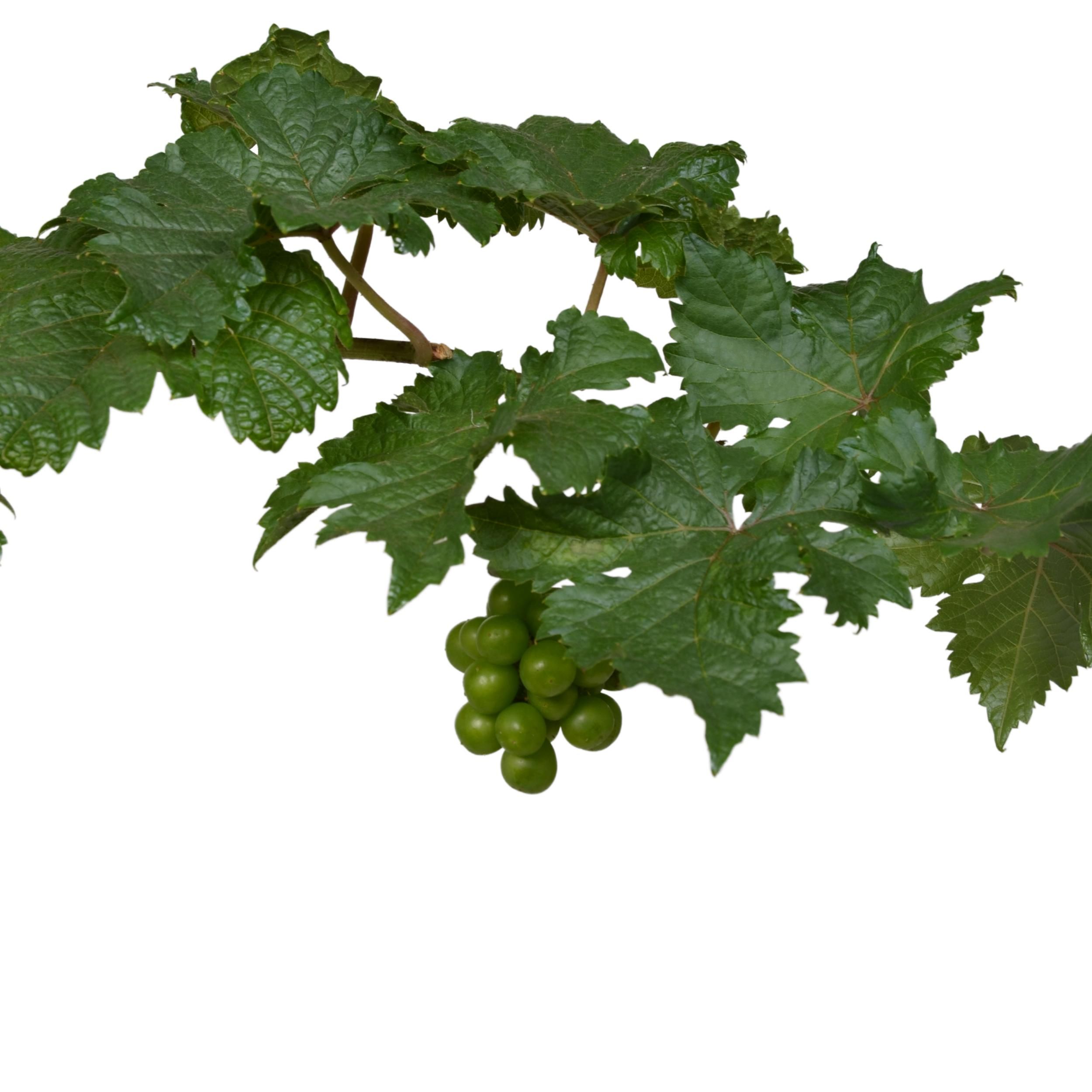 Vitis Pixie Pinot Noir Zwergtraube
